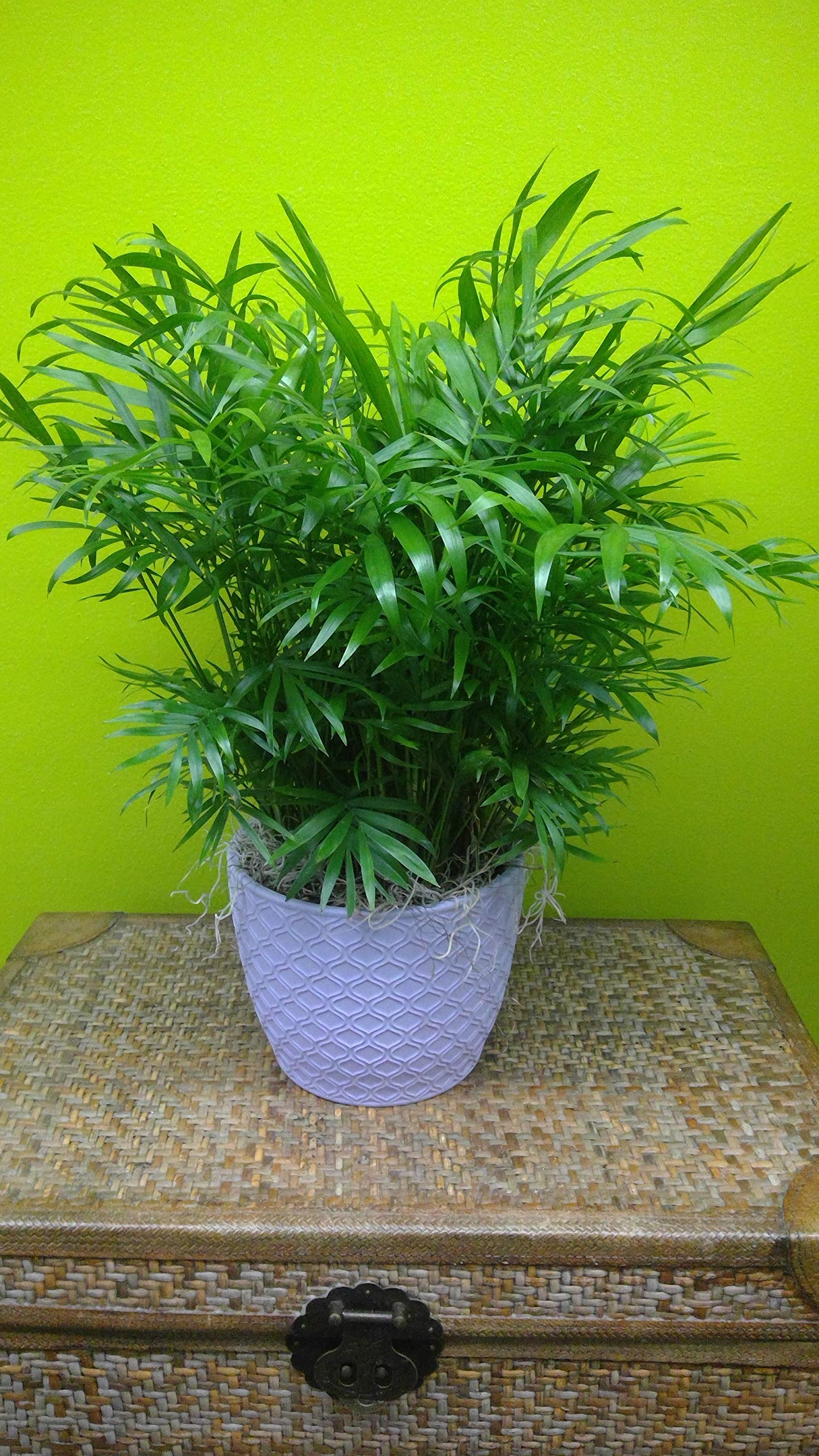 Neanthe Bella Parlor Palm - 3 Live Chamaedorea Elegans Plants in 6 Inch Pots - Air Purifying Indoor Houseplant for Home, Office & Living Room Decor