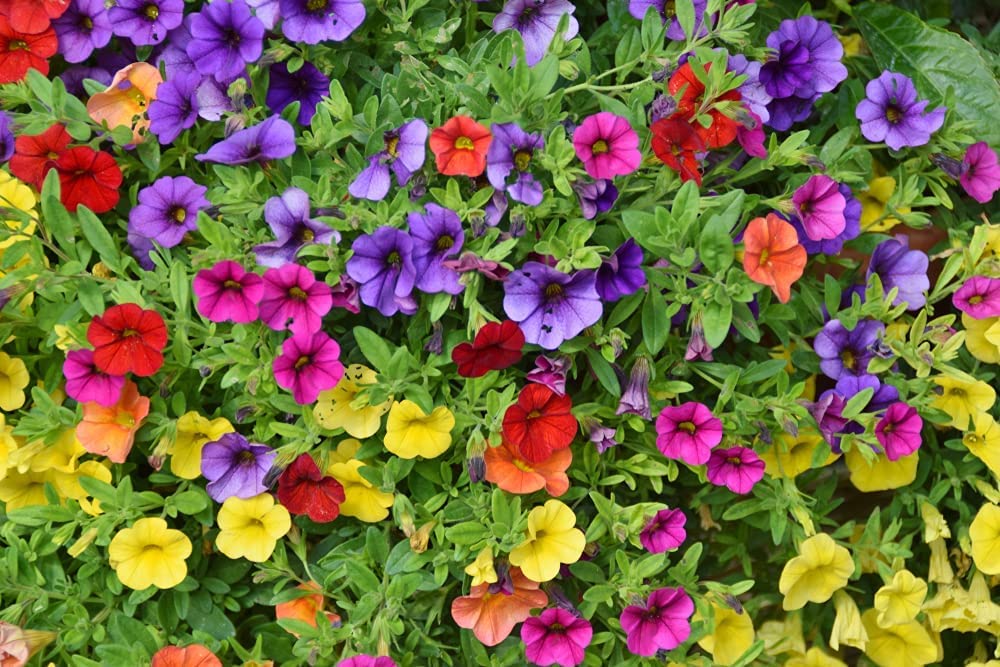 200+ Non-GMO Petunia Flower Seeds - Mixed Colors for Home Garden Planting | Rare Flower Seeds for Gardeners | Perfect for Flower Beds, Containers & Window Boxes
