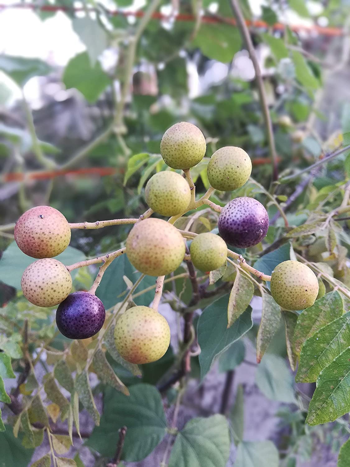 Buy Fresh Koenigii Curry Leaf Kadi Patta Live Plant for Cooking - Perfect for Indian Cuisine, Home Gardens & Herbal Remedies