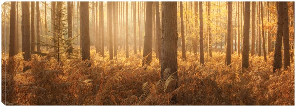 Wyld Forest Landscape Canvas Wall Art by Ian Winstanley - 50x18 Inch Ready to Hang Painting for Living Room, Bedroom, Office Decor - Nature Inspired Home & Commercial Interior Design