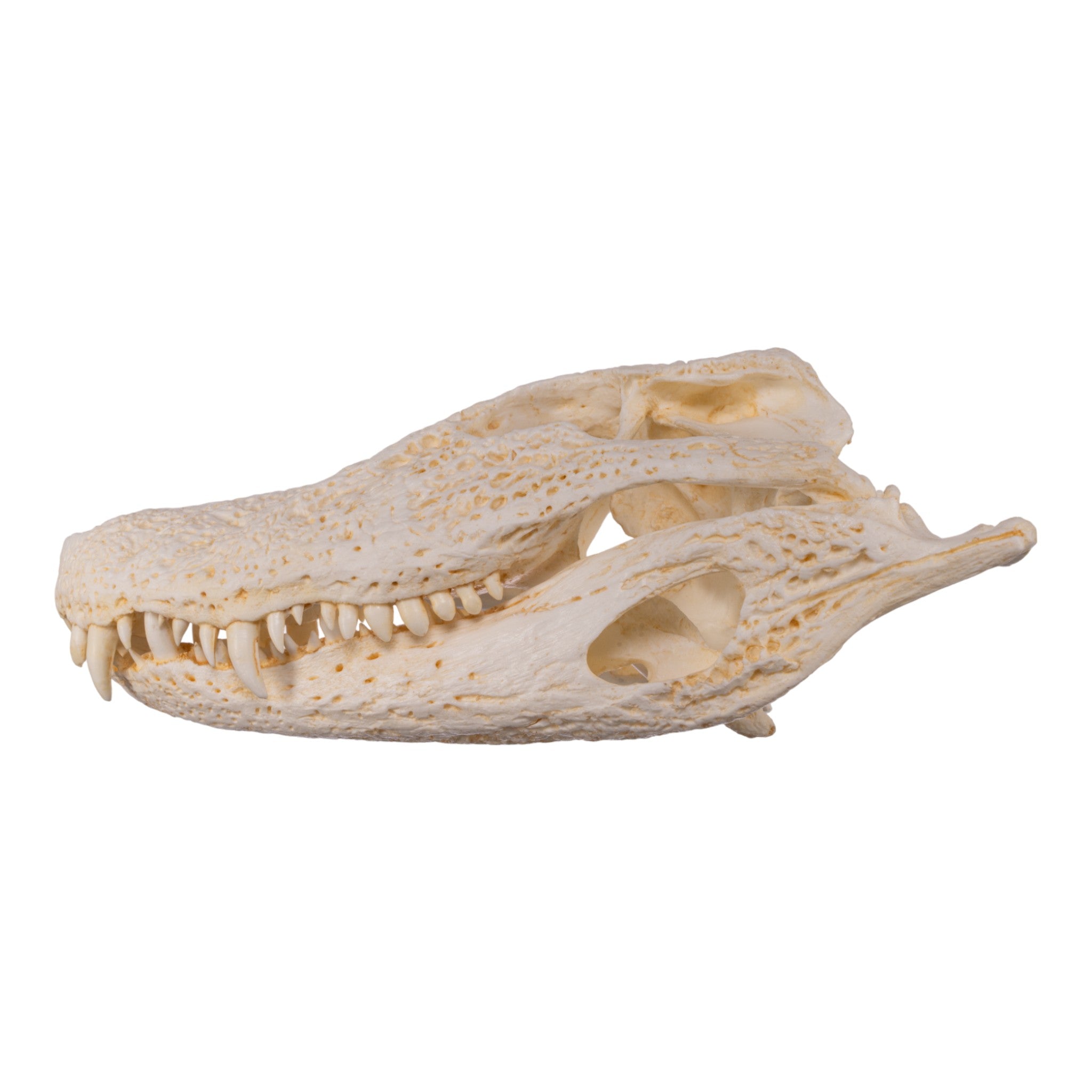 Replica Broad-Snouted Caiman Skull - Lifelike Decoration for Home, Office & Educational Displays | Perfect for Halloween, Science Classrooms & Taxidermy Enthusiasts