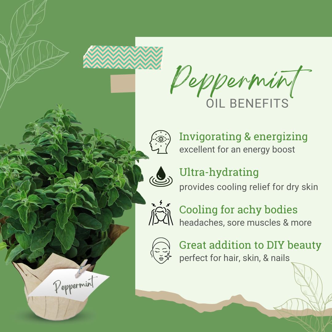 100% Pure Peppermint Essential Oil (Mentha Piperita) - 1 Gallon Bottle - Uncut, Therapeutic Grade for Aromatherapy, Diffusers & DIY Skincare - GreenHealth