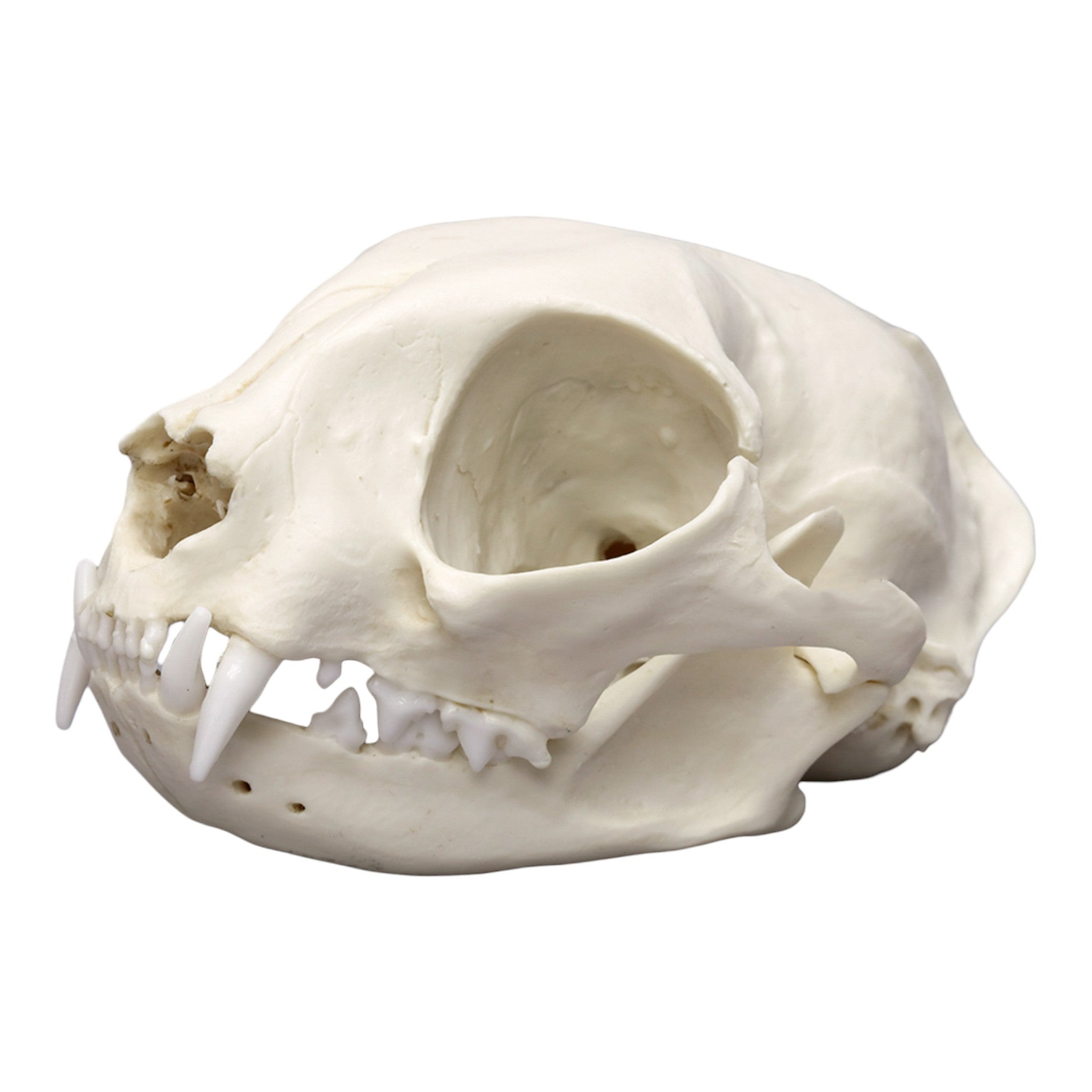 Realistic Cat Skull Replica - Lifelike Animal Skull Model for Halloween Decor, Veterinary Study & Gothic Home Decor | Perfect for Science Classrooms, Horror Props & Oddity Collections