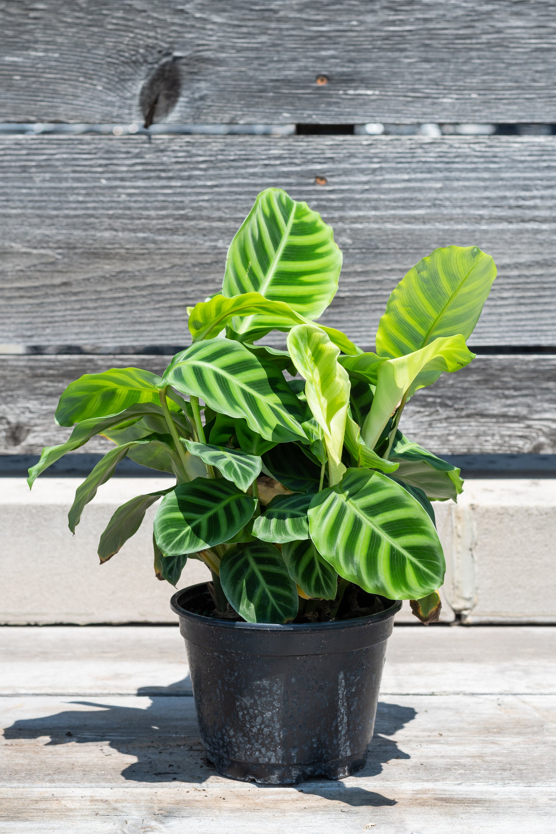 Calathea Zebrina Plant - 6 Inch Live Prayer Plant for Home & Office Decor | Easy Care Indoor Houseplant for Low Light Spaces