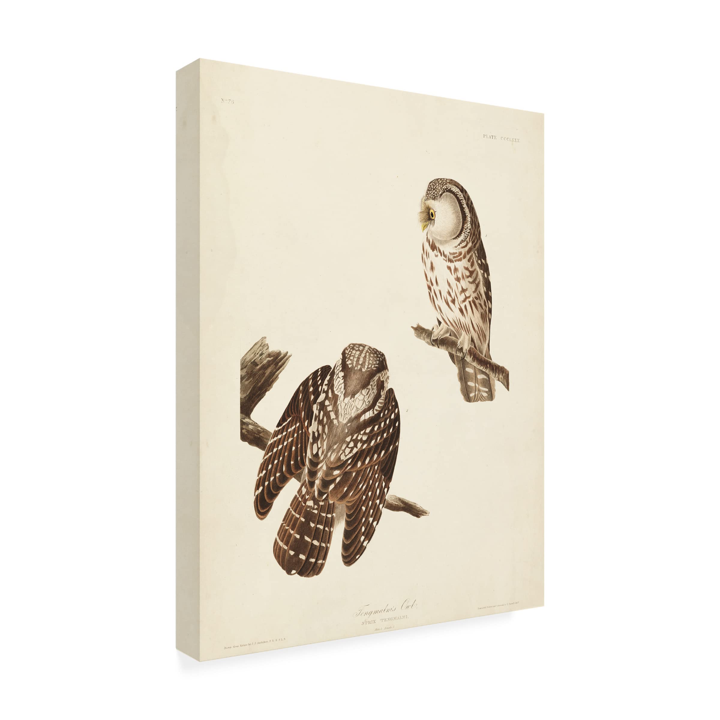Trademark Fine Art 'Tengmalms Owl' Canvas Wall Art Print by John James Audubon - 24x32 Inches - Nature Wildlife Bird Decor for Living Room, Bedroom & Office