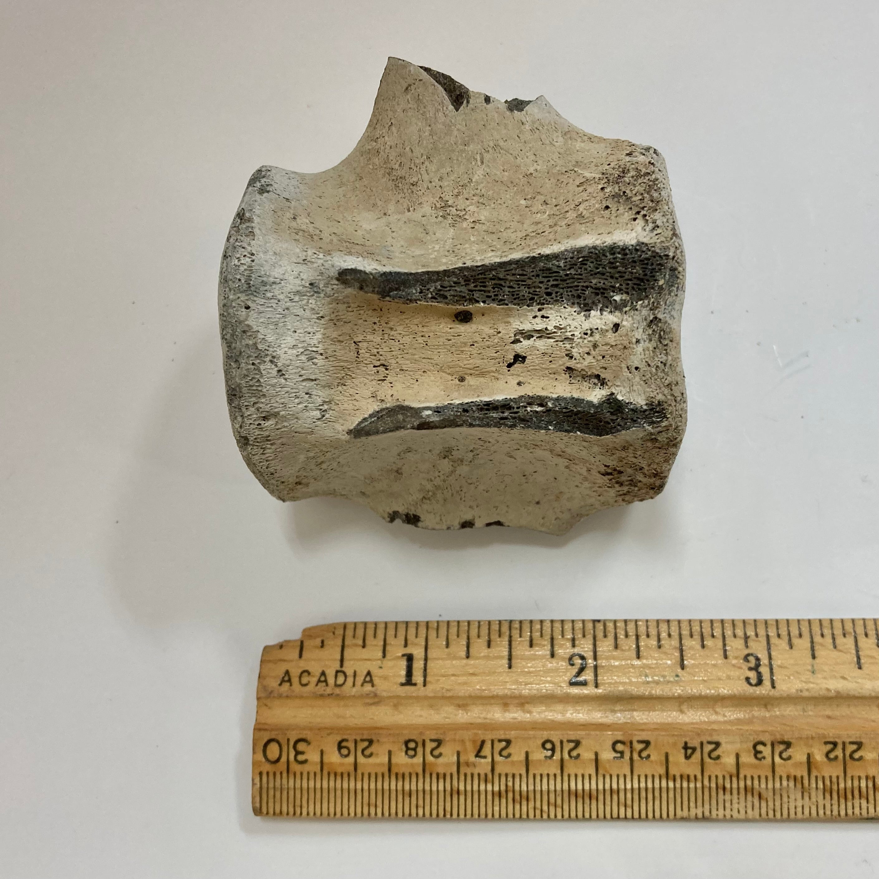Authentic Porpoise Vertebra Bone - Rare Marine Mammal Specimen for Collectors & Science Enthusiasts | Perfect for Home Decor, Educational Displays & Unique Gift Ideas