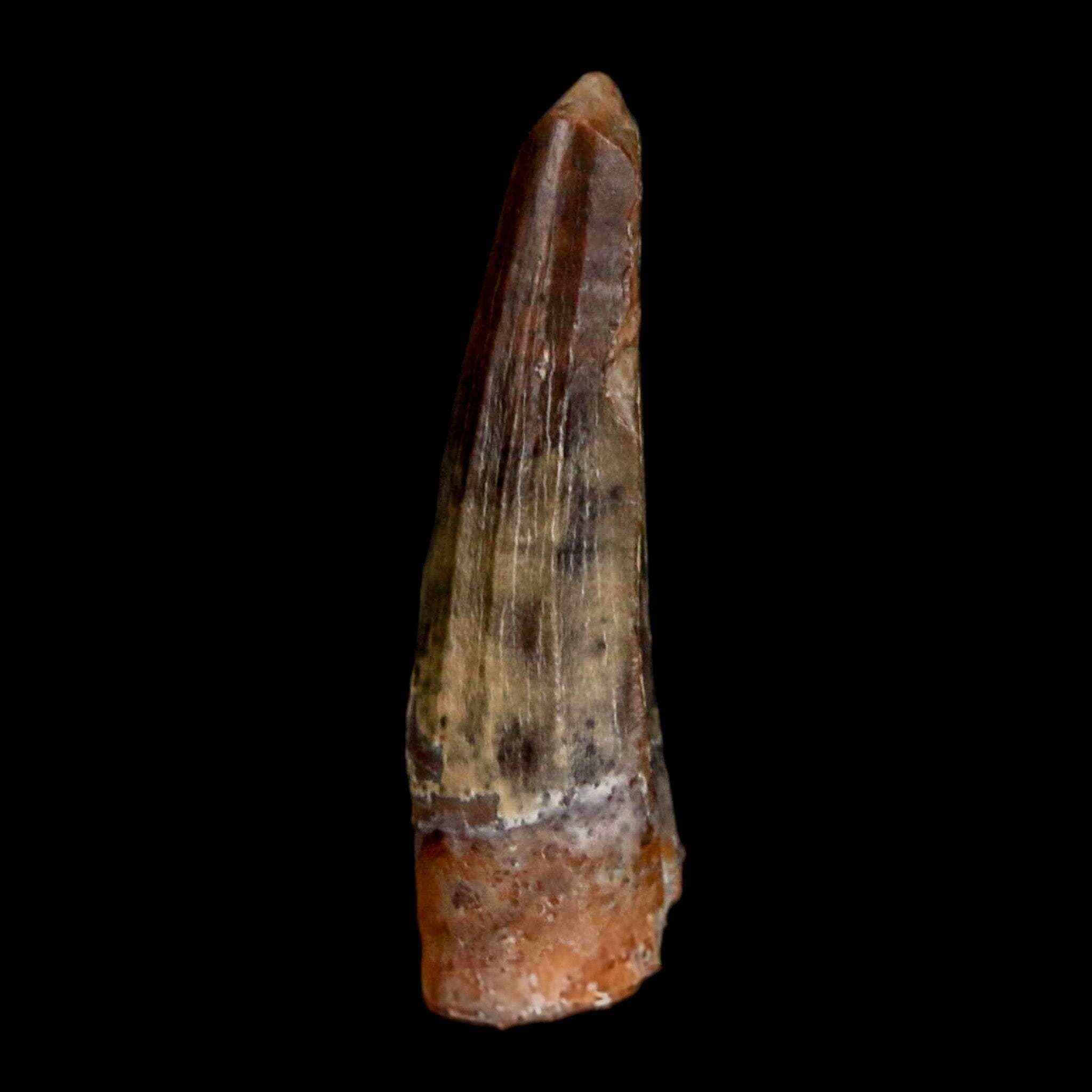 Authentic Suchomimus Dinosaur Fossil Tooth - Cretaceous Spinosaurid from Niger with COA | Perfect for Paleontology Collectors & Dinosaur Enthusiasts