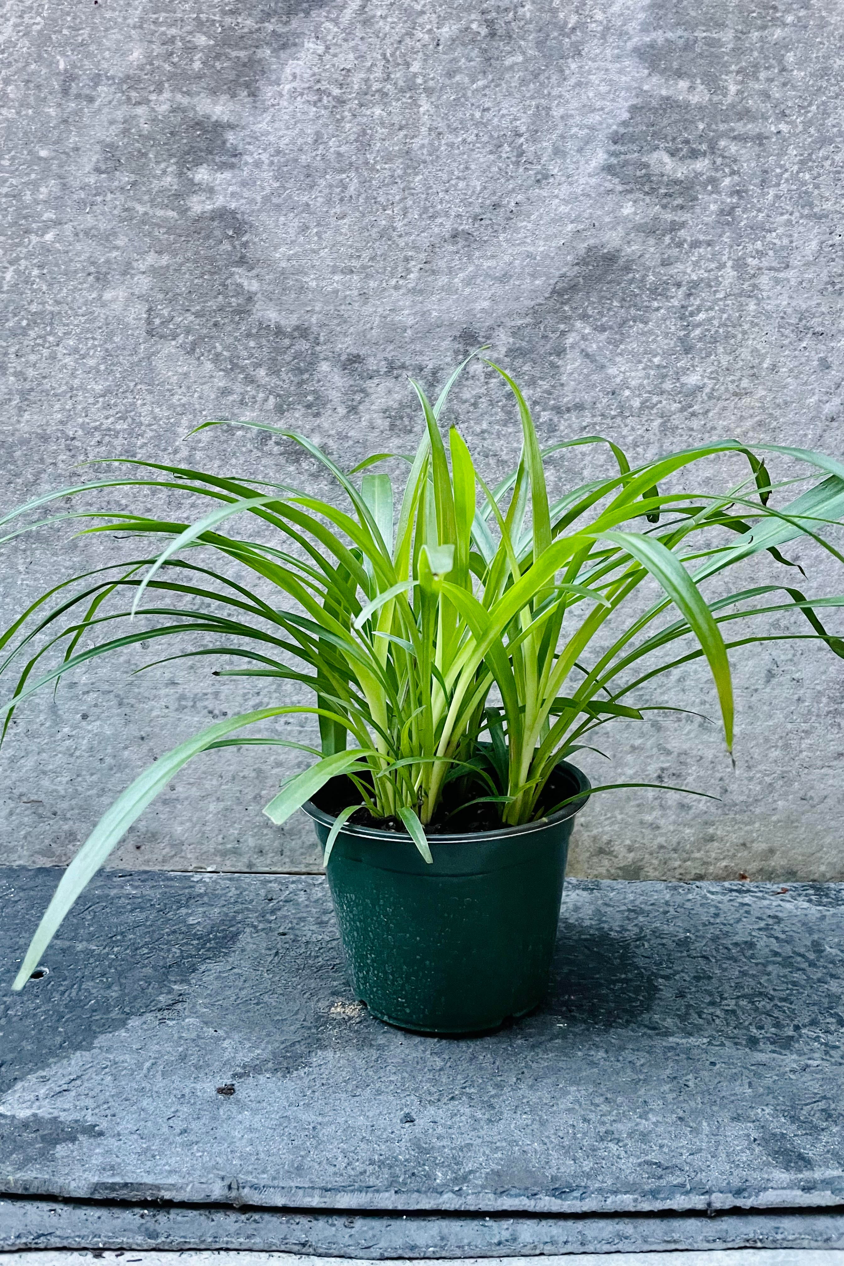 Chlorophytum 'Hawaiian' Spider Plant - 6