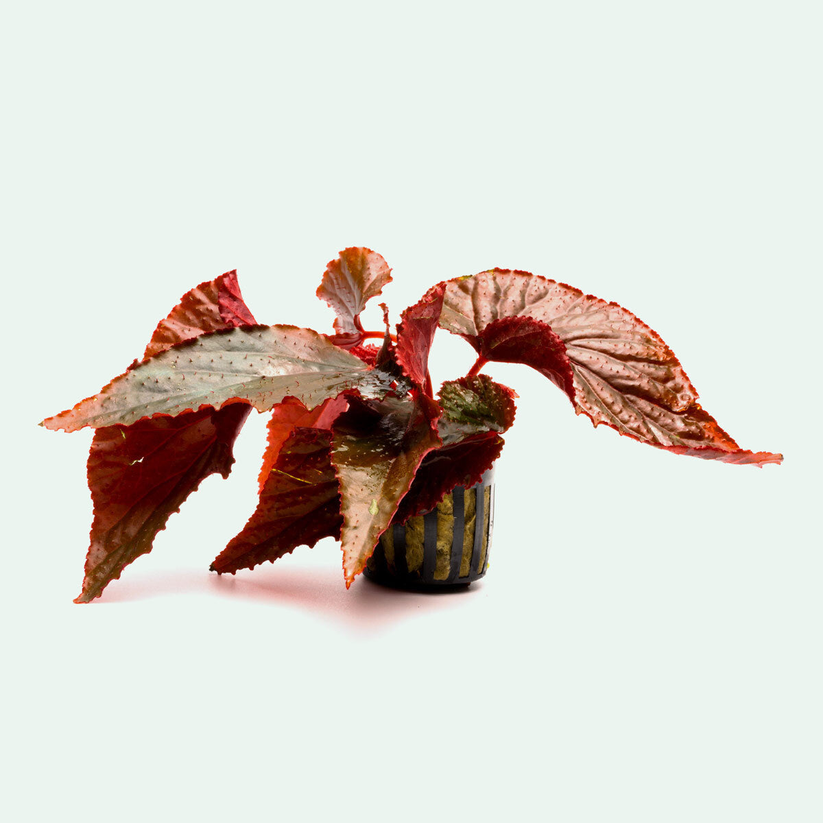 Arabian Sunset Begonia Plant - Live Houseplant for Indoor & Outdoor Gardens, Perfect for Home Decor, Office Spaces, and Gift Giving