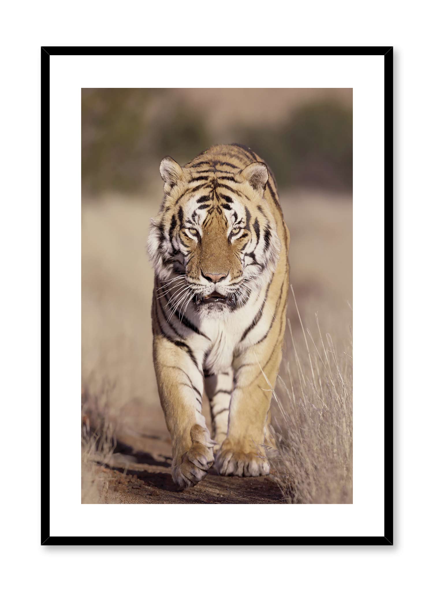 On the Prowl Poster - Wild Animal Wall Art Decor for Home & Office - Perfect for Living Room, Bedroom, or Office Space