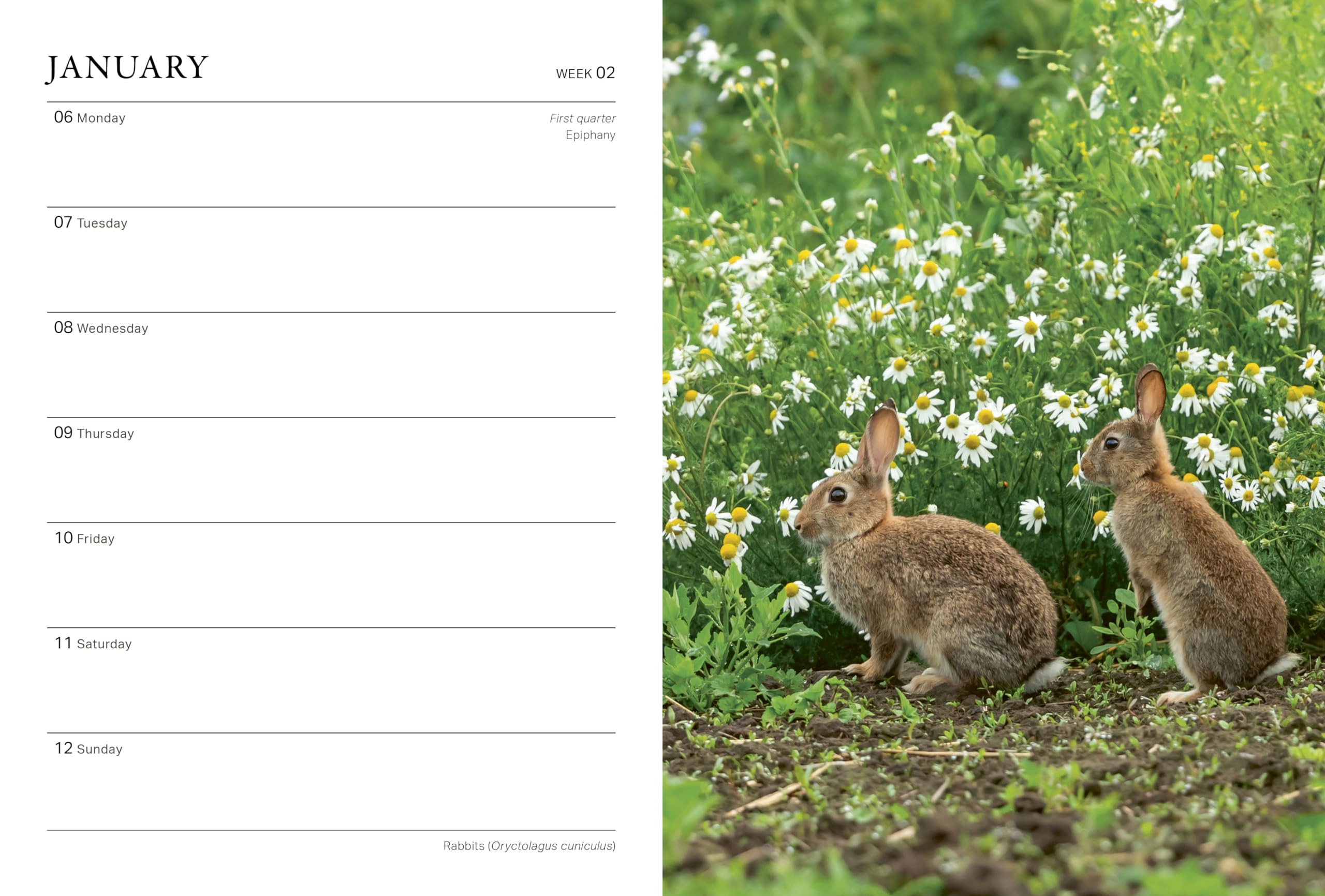 RHS Wild in the Garden Diary 2025 - Gardening Planner & Nature Journal for Outdoor Enthusiasts | Perfect for Tracking Plants, Wildlife & Seasonal Changes