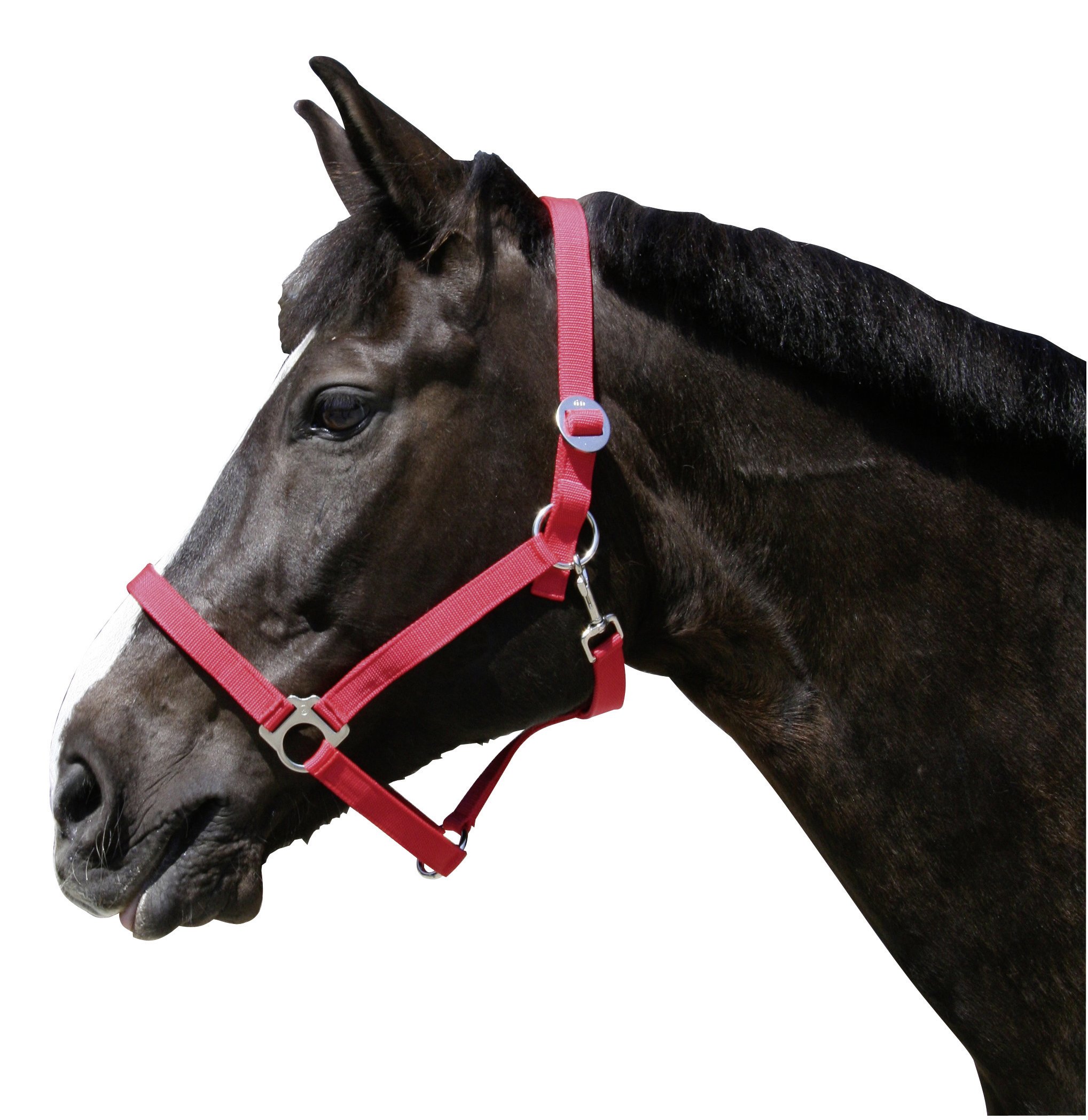 **Kerbl Classic Head Collar for Horses – Adjustable Nylon Halter for Training, Grooming & Show – Durable & Comfortable Horse Headcollar for Daily Use, Trail Riding & Stable Handling**