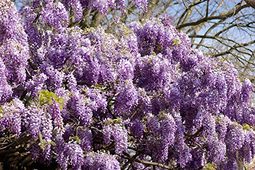 20x30 Inch Purple Glycine Tree Flowers Laminated Poster - Vibrant Colors & High-Quality Print - Perfect for Home Decor, Living Room, Bedroom & Office Wall Art