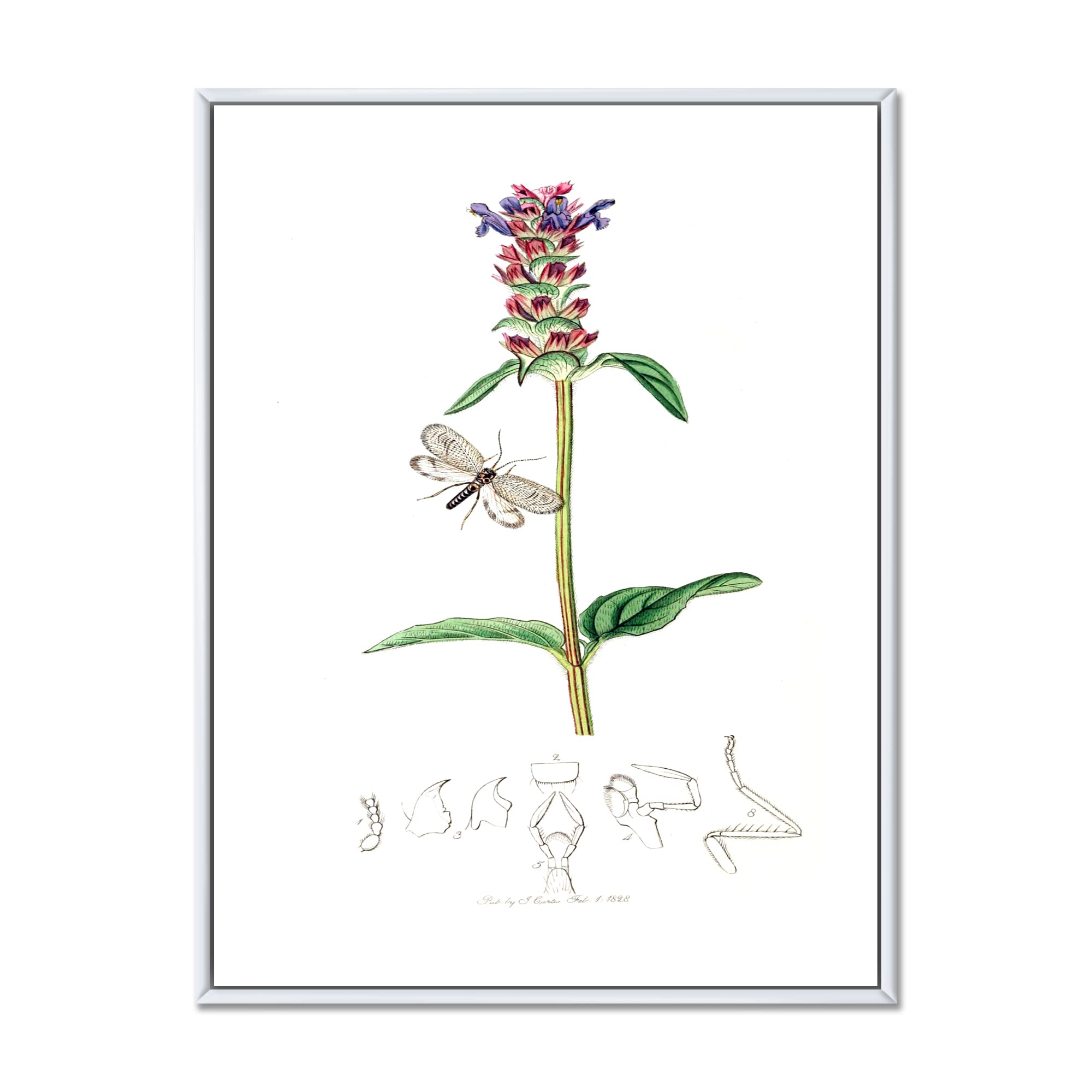 Vintage Insects and Plants II - Farmhouse Framed Canvas Wall Art Print - Nature Themed Home Decor for Living Room, Bedroom & Office