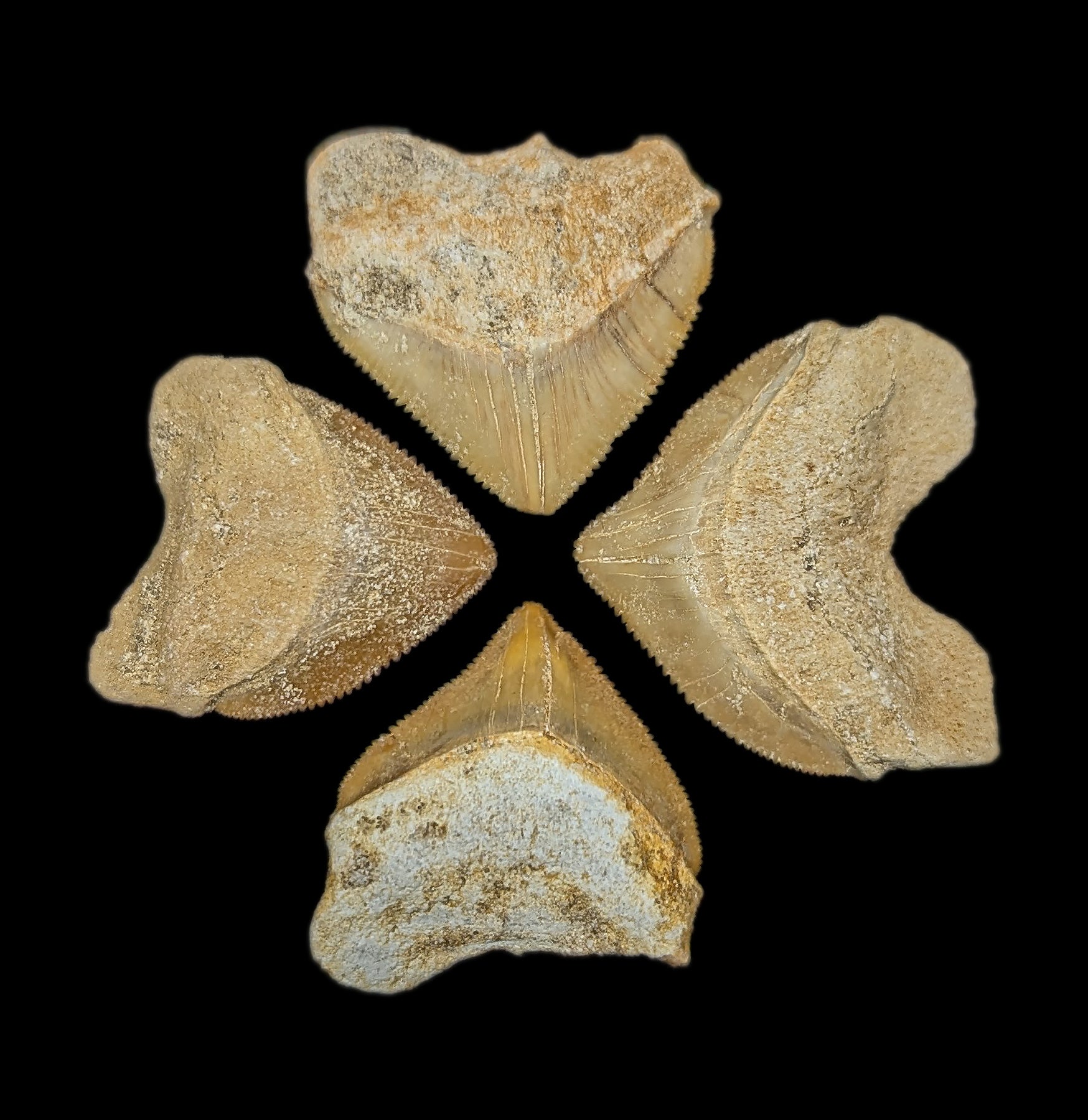 Authentic Fossilized Squalicorax Shark Tooth - Rare Cretaceous Shark Teeth Collection for Paleontology Enthusiasts & Home Decor Display