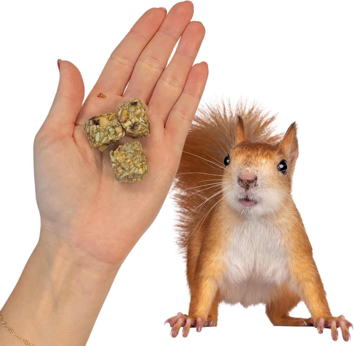 Exotic Nutrition Beneficial Blocks (20 oz) - Healthy Squirrel Food with Nuts & Seeds - Premium Supplemental Diet for Wild & Pet Squirrels - Perfect for Backyard Feeding & Wildlife Nutrition