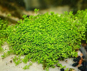 3X Micranthemum Monte Carlo Pots - Easy Live Aquarium Plants for Freshwater Fish Tanks, Aquascaping & Low-Tech Planted Aquariums
