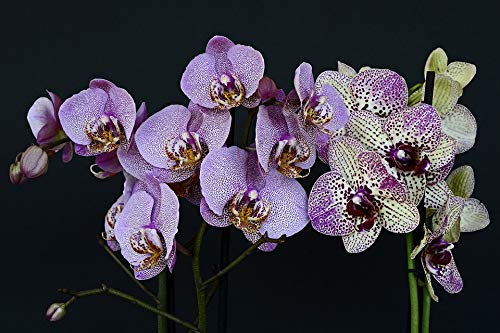 20x30 Inch Laminated Orchid Flower Poster - Vibrant White & Violet Blossom Wall Art - Perfect for Home Decor, Office, Bedroom & Living Room - Fits Standard Frames