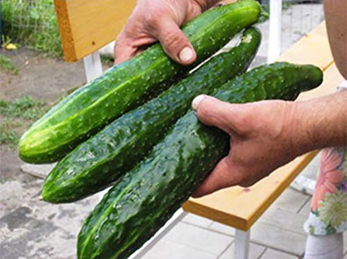 Organic Non-GMO Zozulya F1 Self-Pollinating Cucumber Seeds for Indoor Gardening - Grow Fresh Long Vegetables Year-Round in Containers & Greenhouses