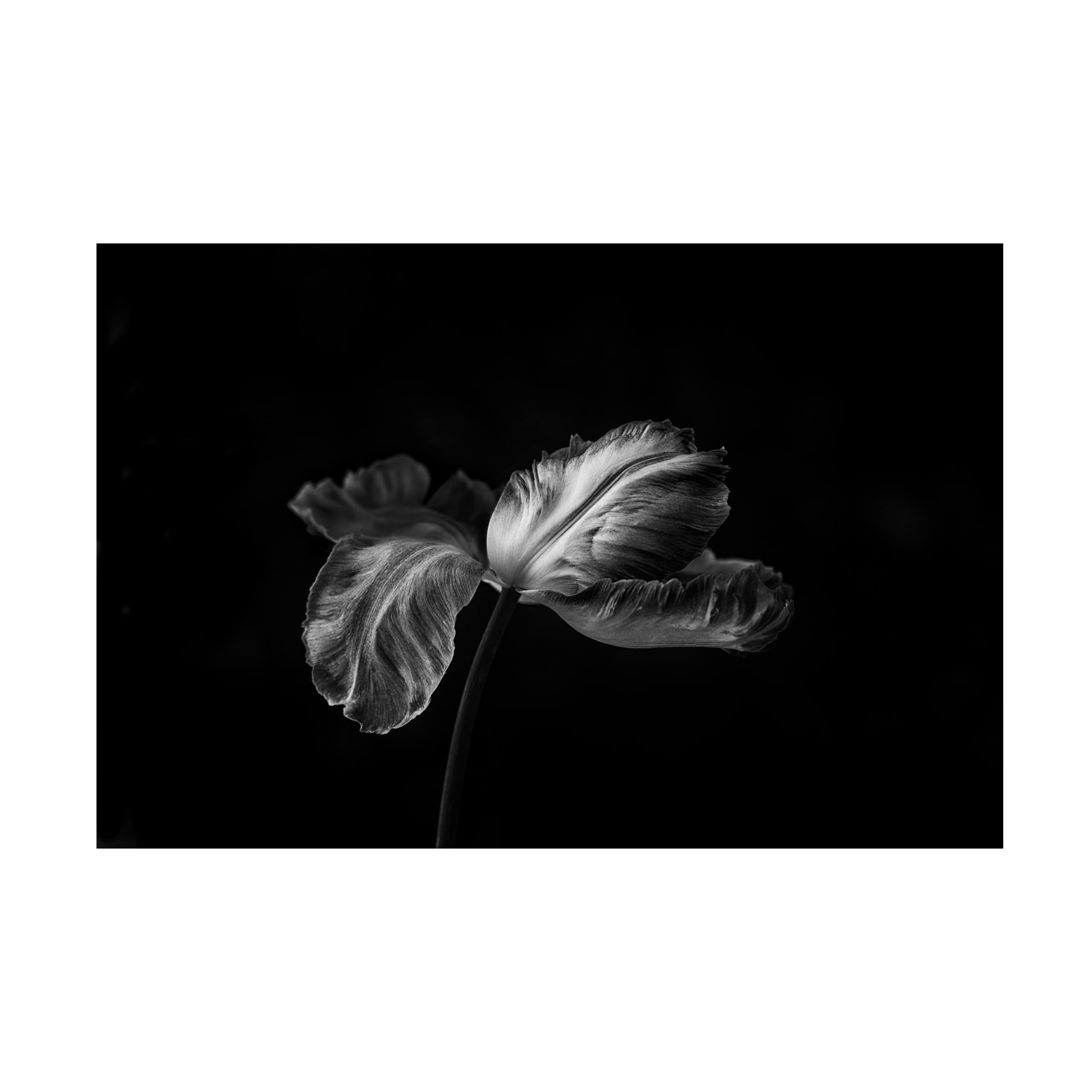 Trademark Fine Art 'Tulip In Mono 2' Canvas Wall Art Print by Lotte Gronkjaer - Floral Home Decor for Living Room, Bedroom & Office