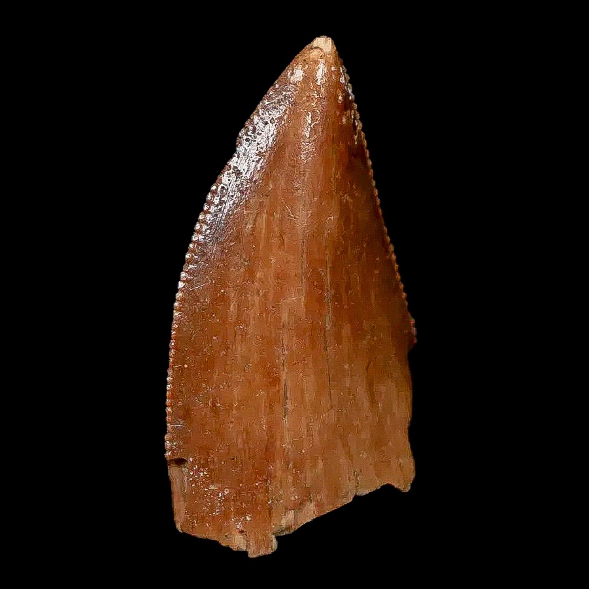 Authentic Majungasaurus Serrated Dinosaur Tooth Fossil - 0.9
