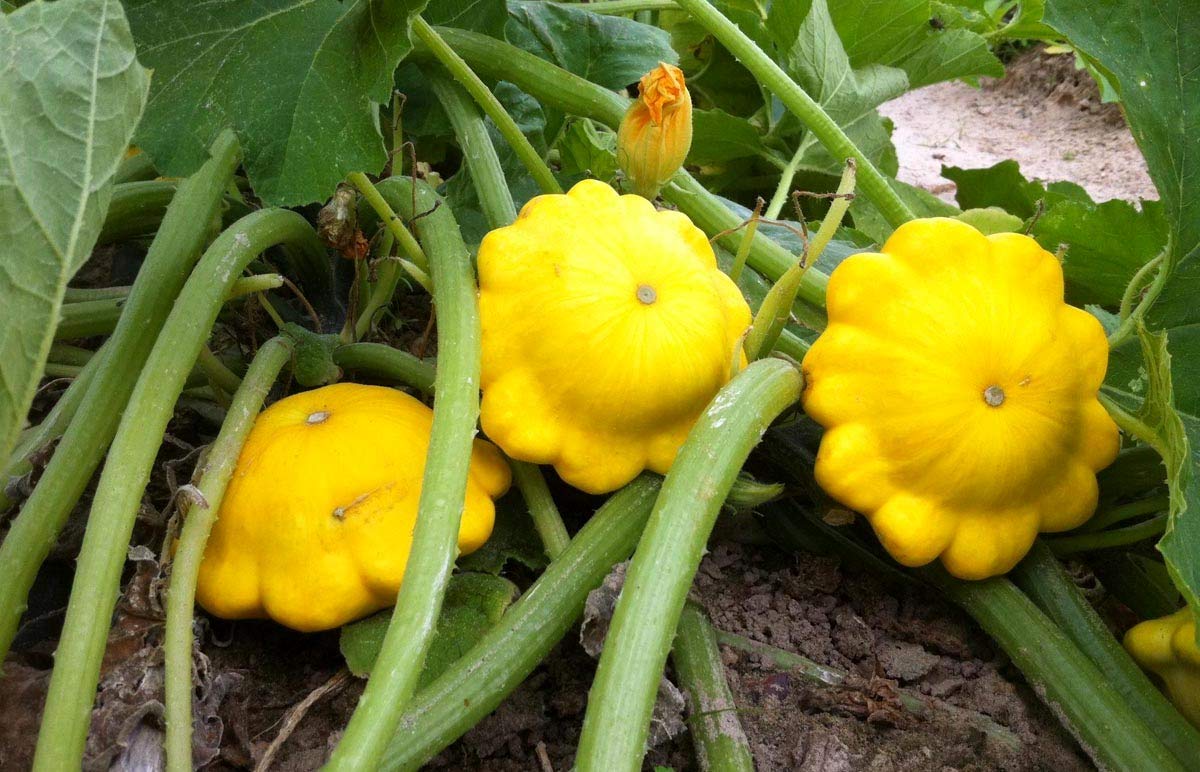 Golden-Yellow Pattypan Squash Seeds - 20+ Non-GMO Scallop Squash Seeds for Planting, Home Garden & Fresh Cooking | Perfect for Summer Squash Recipes, Organic Gardening & Farmers Market Harvests
