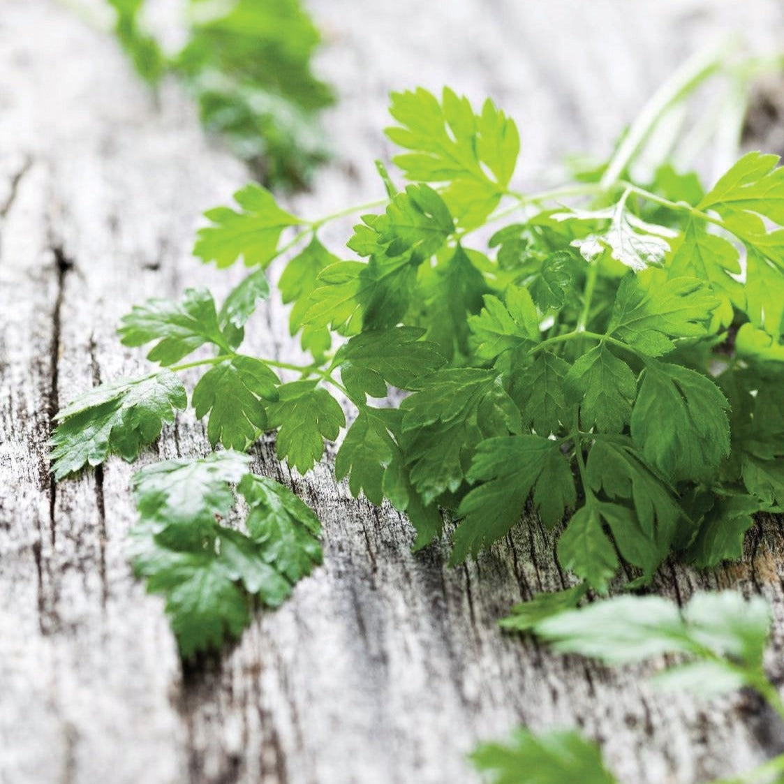 Organic Curled Chervil Seeds for Planting - Heirloom Herb Garden Seeds - Perfect for Cooking, Garnishing & French Cuisine - Grow Your Own Fresh Herbs at Home