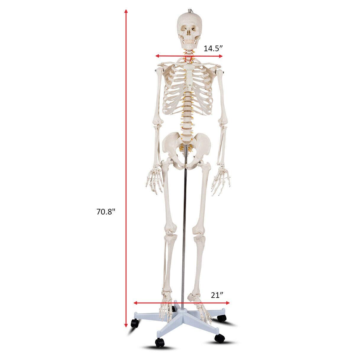 HAPPYGRILL 5.9FT Human Anatomical Skeleton Model - Life Size Full Body Skeleton with Rolling Stand for Medical Teaching, Halloween Decor, and Science Classroom Display