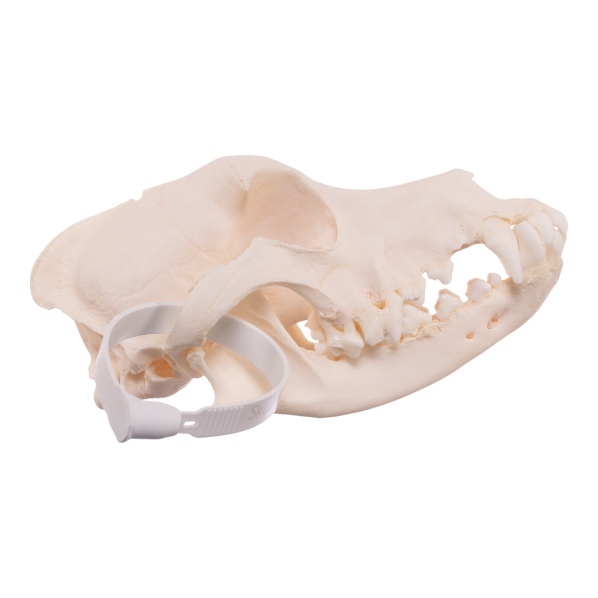 Authentic Schnauzer Dog Skull - Real Domestic Canine Specimen for Veterinary Study, Taxidermy & Educational Displays
