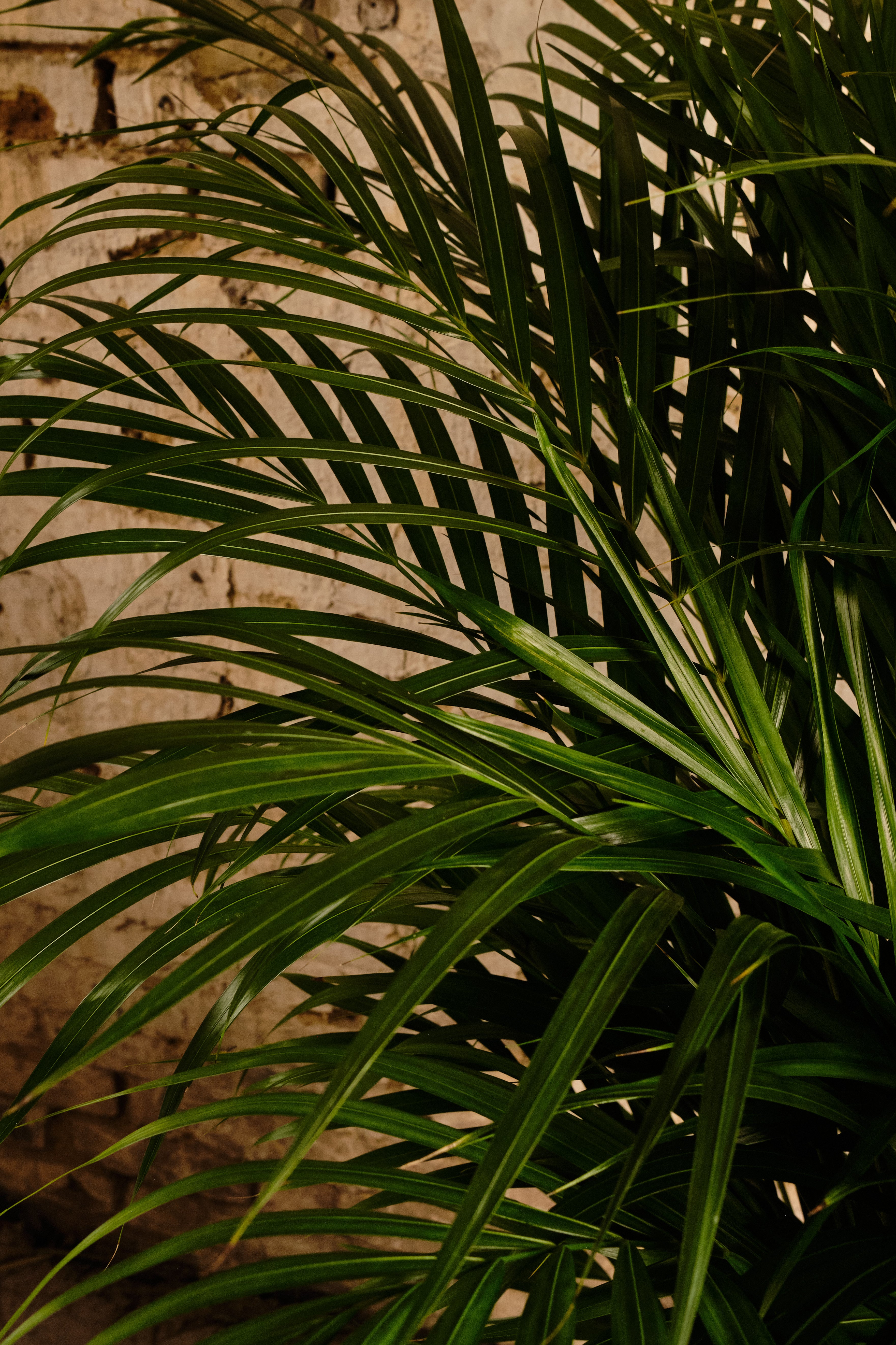 Areca Palm Indoor Plant - Natural Air Purifier for Home & Office | Perfect for Living Room, Bedroom, or Workspace Decor | Local Delivery & Click & Collect Available