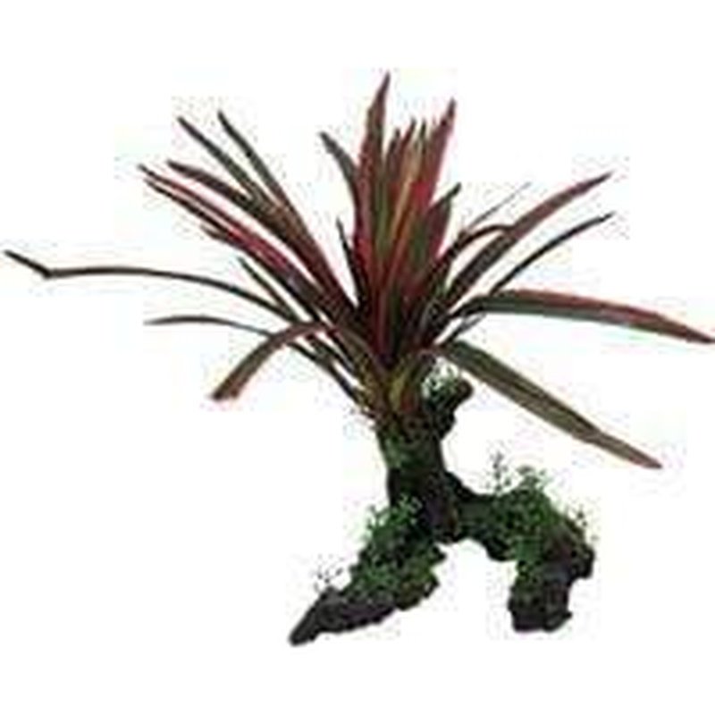 Amazon Jungle Giant Red & Green Spinifex Seeds - Exotic Tropical Plant for Home Garden, Landscaping & Indoor Decor
