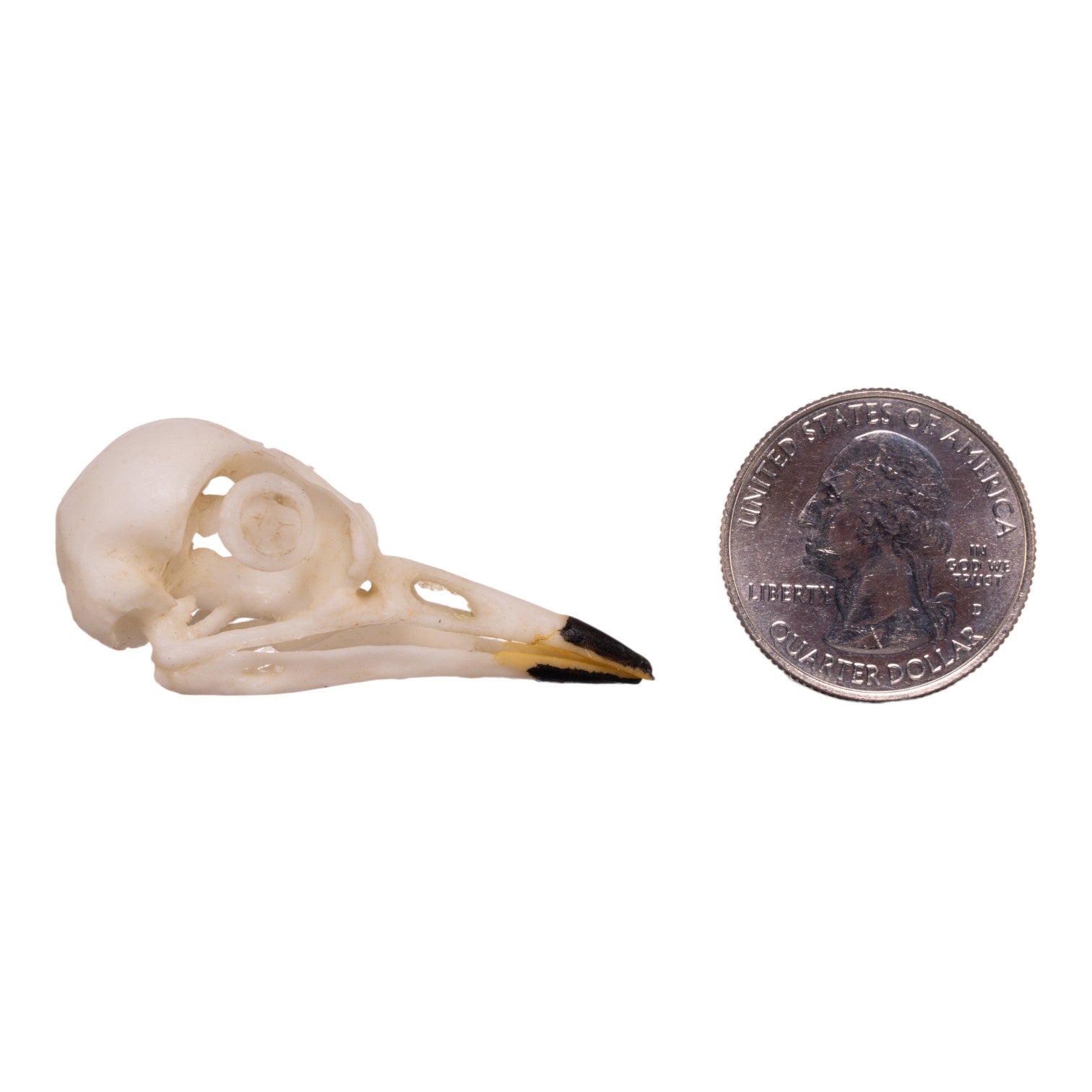 Authentic Replica American Robin Skull - Realistic Bird Skull Model for Science Education, Halloween Decor & Taxidermy Display