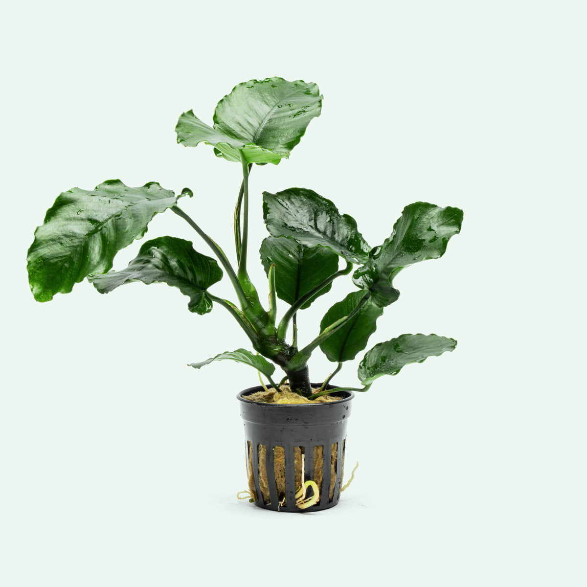 Anubias Emerald Bloom Live Aquarium Plant - Easy Low Light Freshwater Aquatic Plant for Fish Tanks & Aquascaping | Perfect for Beginners & Shrimp Tanks