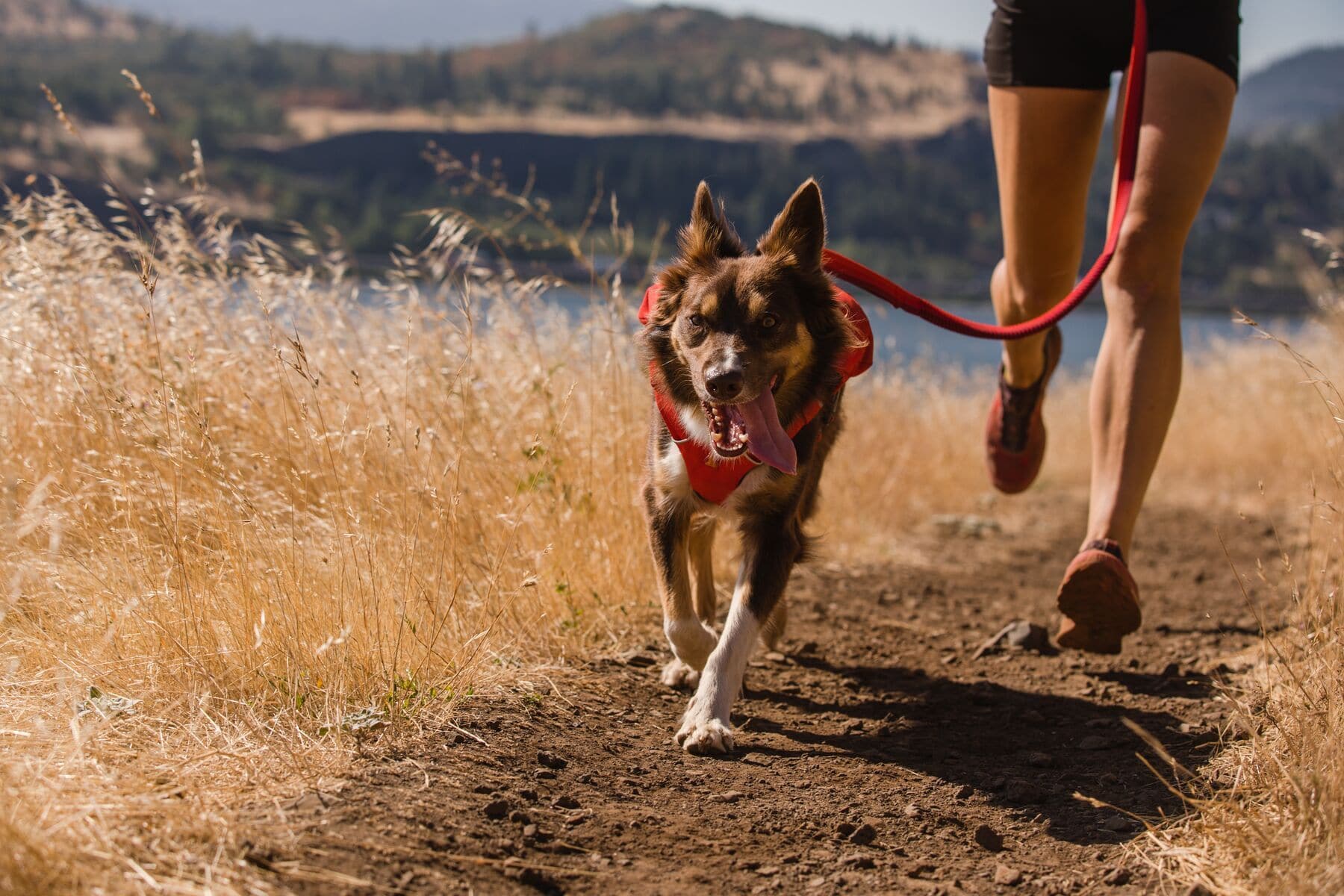 Ruffwear Minimalist Switchbak Dog Harness in Red Sumac - Lightweight & Durable for Hiking, Running & Outdoor Adventures