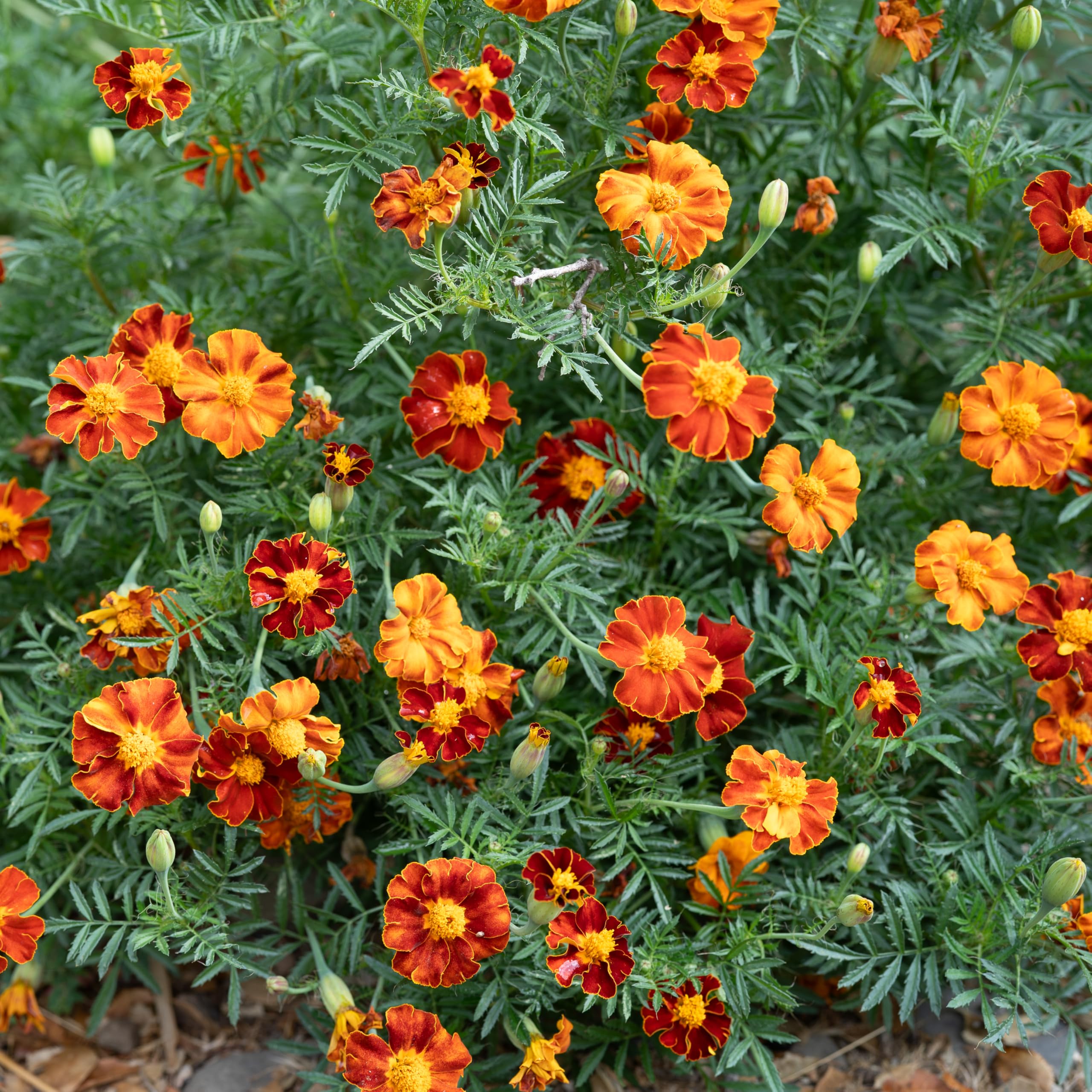 Organic Tashkent French Marigold Seeds - Non-GMO Heirloom Flower Seeds for Planting (Pack of 60) | USA-Grown Gardening Supplies for Outdoor Gardens, Wildflower Beds & Herb Gardens | Perfect for Pollinator-Friendly Landscapes & Container Gardening