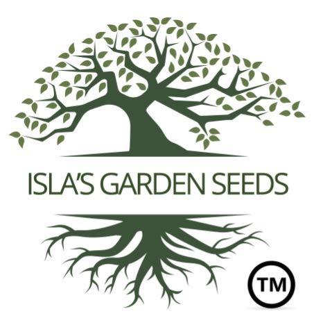 Dwarf White Bachelor Button Flower Seeds for Planting - 200+ Seeds Per Packet, Centaurea Cyanus (White Cornflower) by Isla's Garden Seeds | Perfect for Home Gardens, Wedding Decor & DIY Floral Arrangements