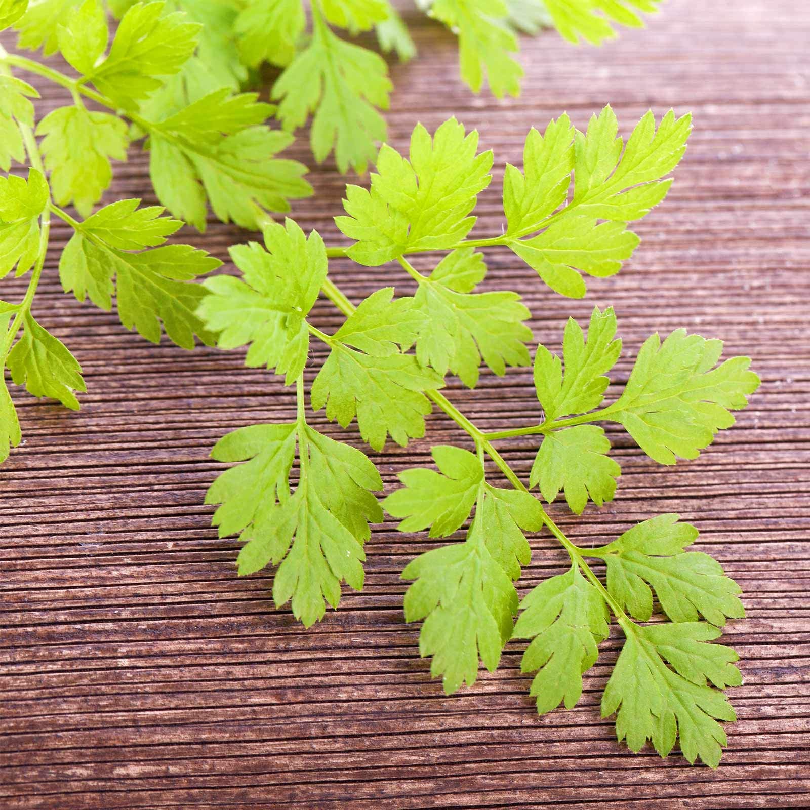 Organic Curled Chervil Seeds - 1000 Non-GMO Heirloom Seeds for Herb Gardens & Microgreens - Perfect for Salads & Garnishes