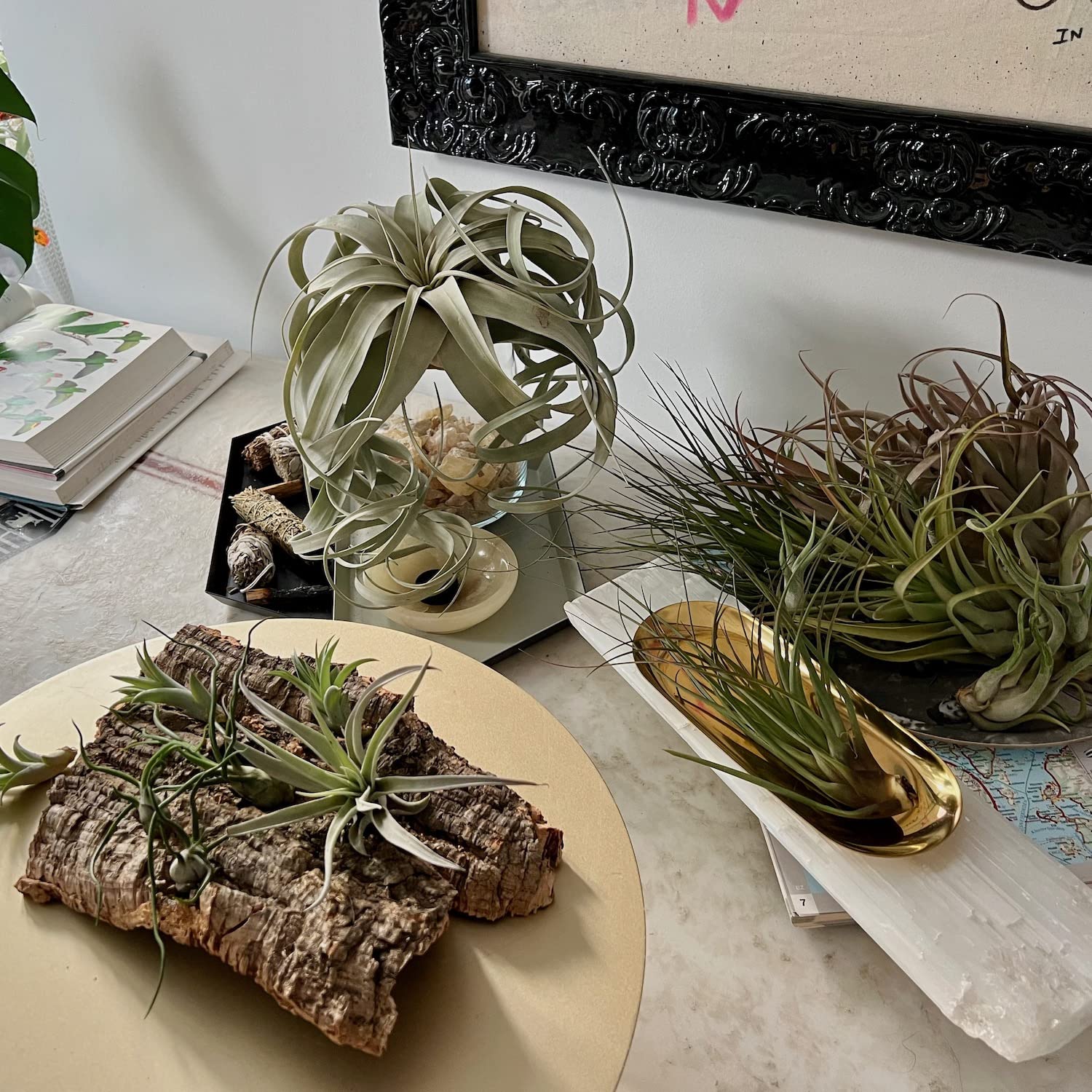 Live Air Plants - Tillandsia Gift Box TOR Variety Pack (10 Large Plants 4-10 inches) with 15 inch Spanish Moss - Low Maintenance Indoor Plants for Home Décor, Office & Terrarium - Live Arrival Guaranteed