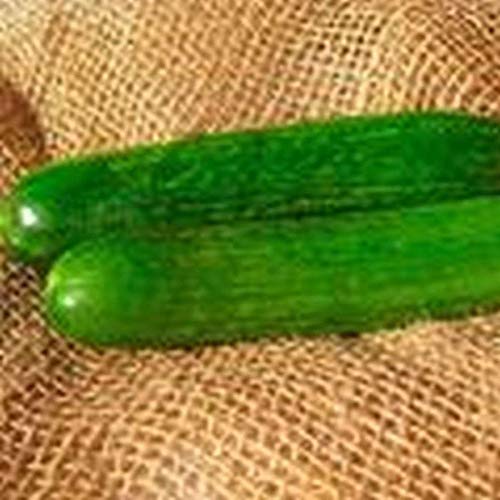 Organic Perseus Hybrid Cucumber Seeds - Non-GMO Heirloom Variety (25+ Seeds) for Home Vegetable Gardening, Fresh Salads & Pickling | High-Yield Cucumber Plants for Backyard Gardens & Containers