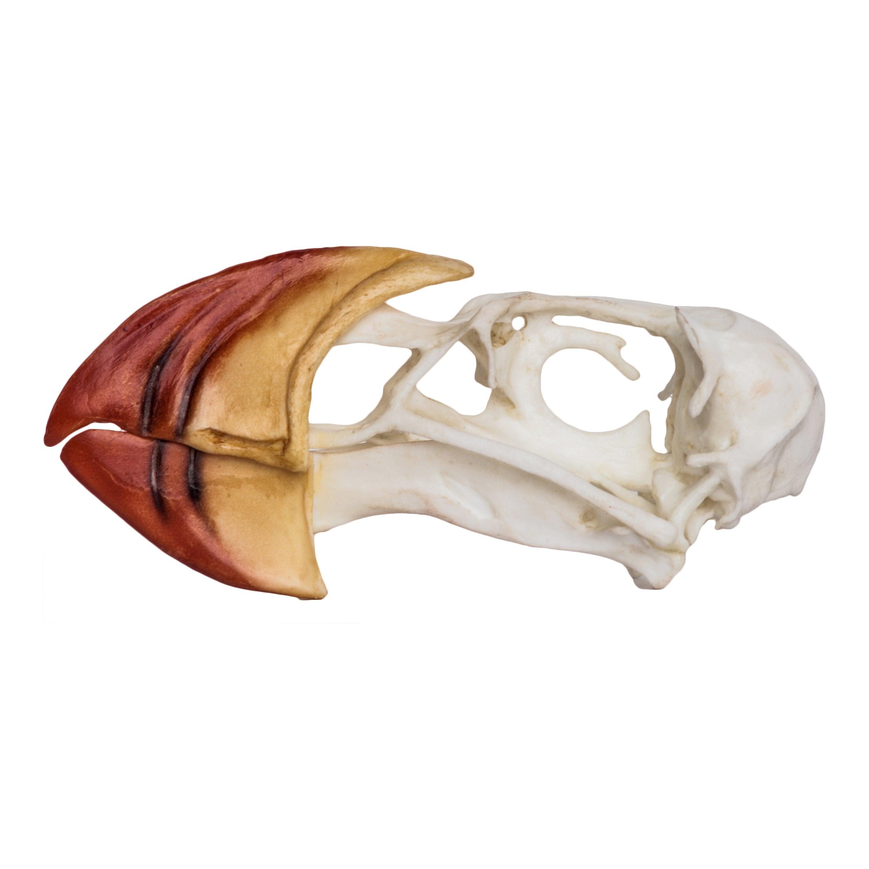Authentic Replica Horned Puffin Skull - Lifelike Bird Skull Model for Home Decor, Gothic Display & Educational Use | Perfect for Halloween, Taxidermy & Science Classroom Collections