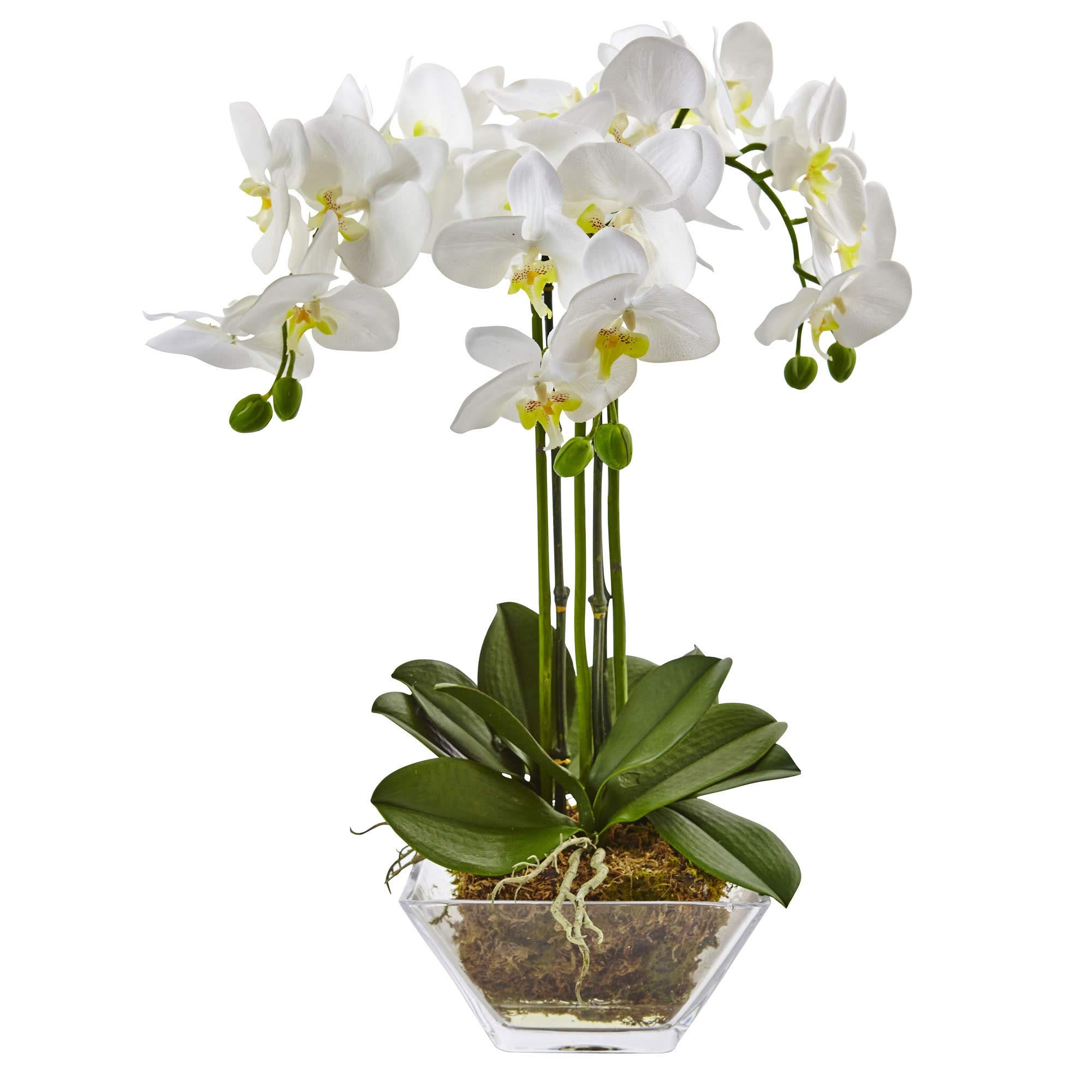 Triple Orchid in Glass Vase - Elegant Home & Office Decor - Perfect for Weddings, Centerpieces & Gifts