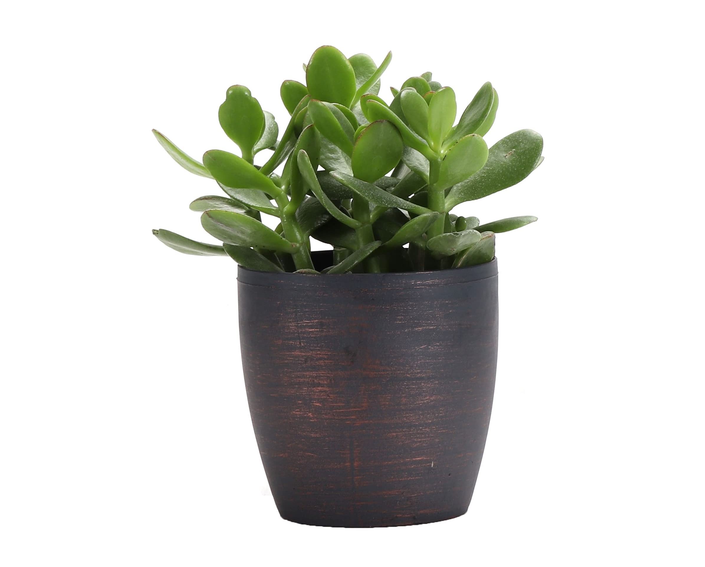 Thorsen's Greenhouse Jade Plant - Live Indoor Succulent, Lucky Money Plant in 4