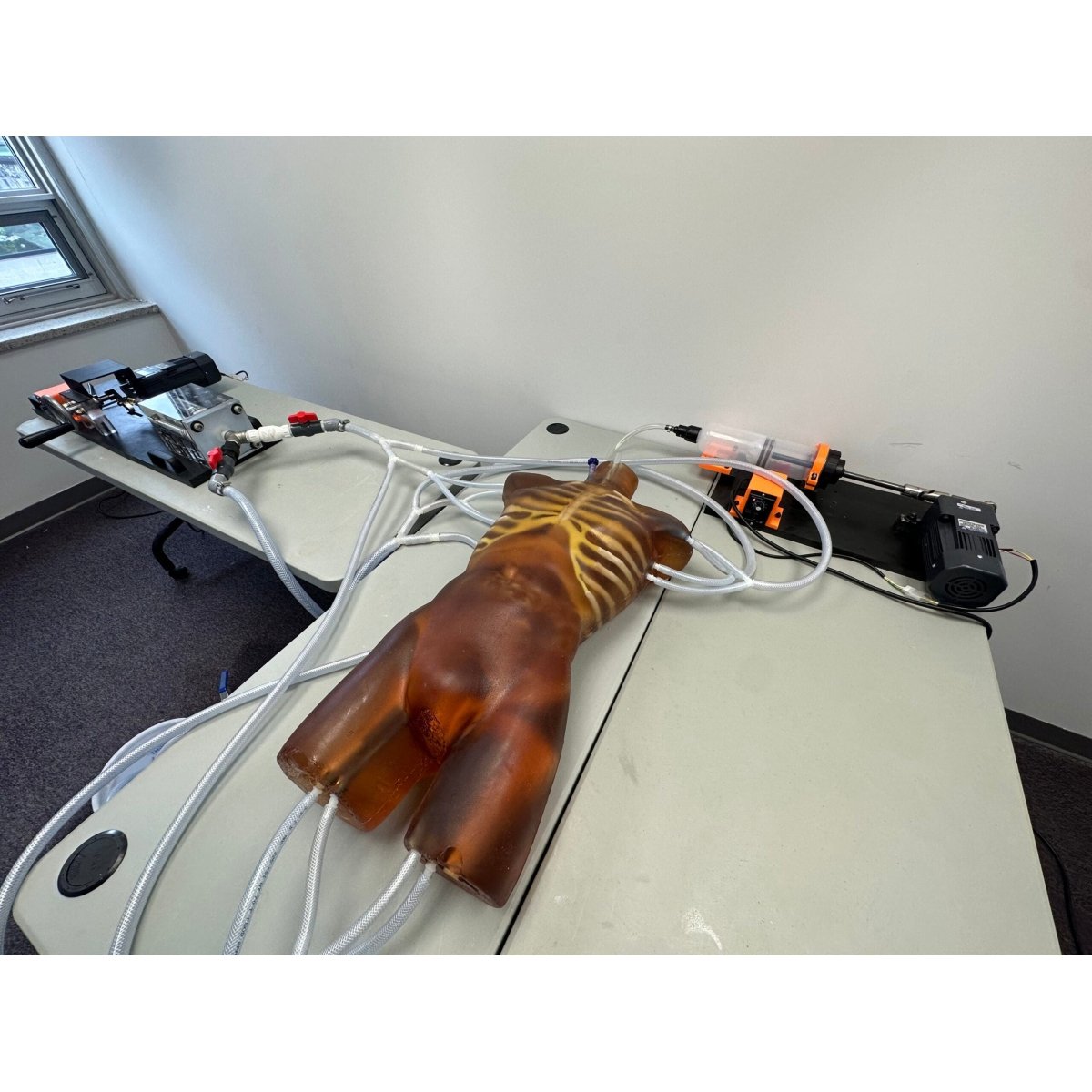 Dynamic Adult Torso Model with Heart Pump - Anatomical Teaching Tool for X-Ray, CT & Ultrasound Training - Perfect for Medical Education & Radiology Practice