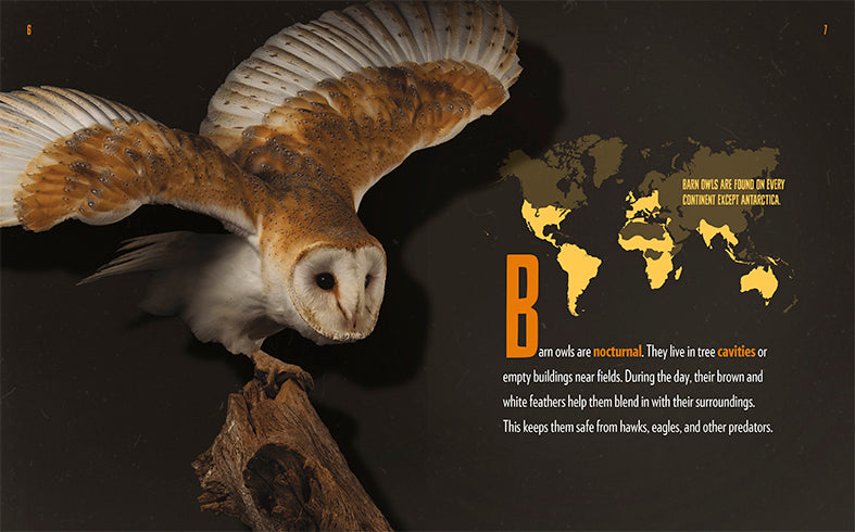 Barn Owls Book - ISBN 9781640261174 - Wildlife Education & Nature Exploration for Bird Lovers