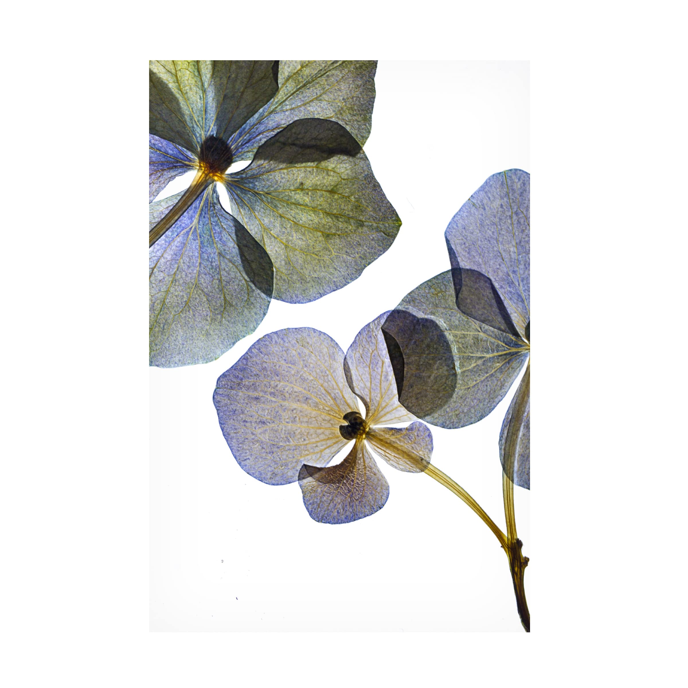 Trademark Fine Art 'Botanical 8' Canvas Wall Art Print by Lenka - Nature Inspired Floral Decor for Living Room, Bedroom & Office