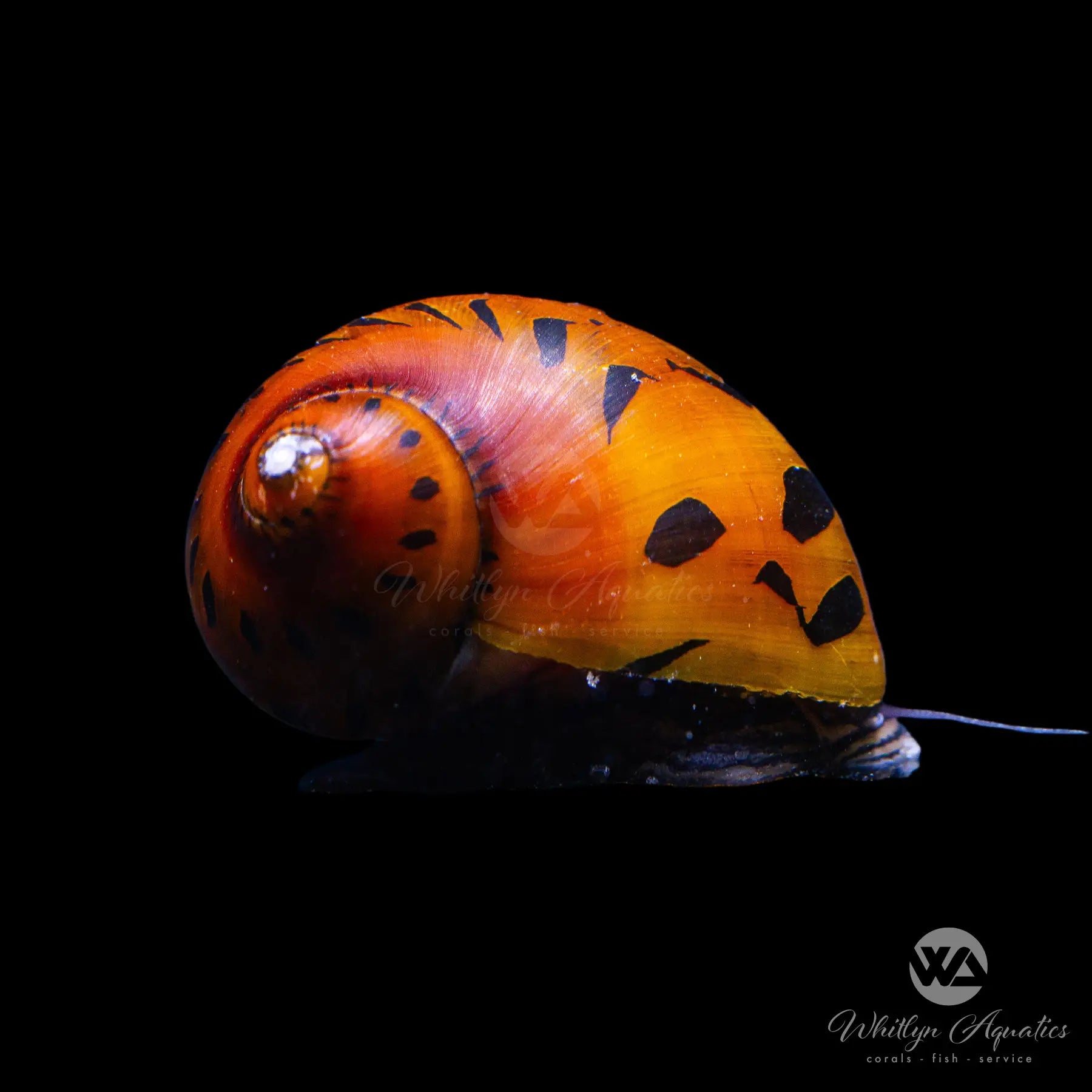 Red Onion Nerite Snail (Neritina sp) - Freshwater Aquarium Cleaner for Algae Control & Tank Maintenance