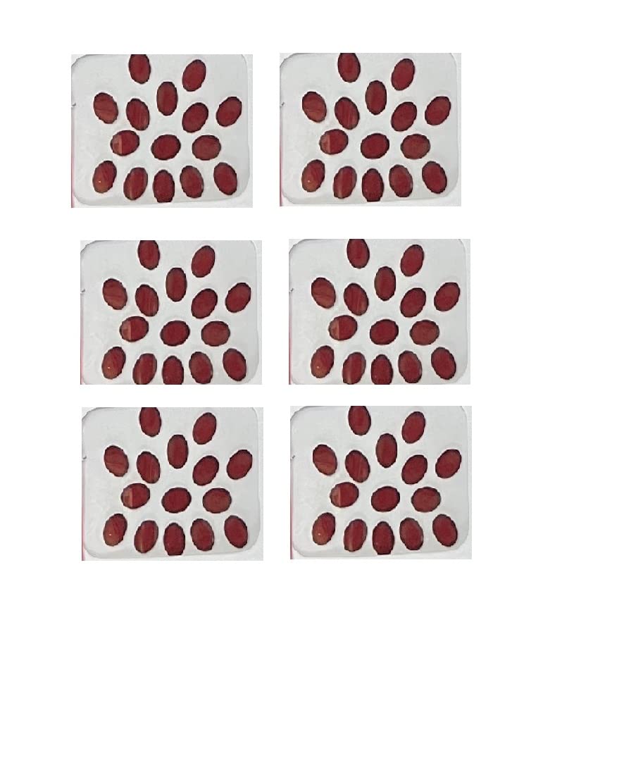 Traditional Maroon Oval Bindi Stickers for Women & Girls - Pack of 6 Skin-Friendly Forehead Decoration | Perfect for Weddings, Festivals & Cultural Events