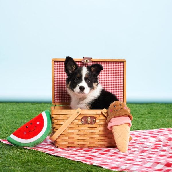 ZippyPaws NomNomz Watermelon Squeaky Dog Toy - Fun Chew Toy for Small & Medium Dogs - Perfect for Playtime, Training & Outdoor Activities