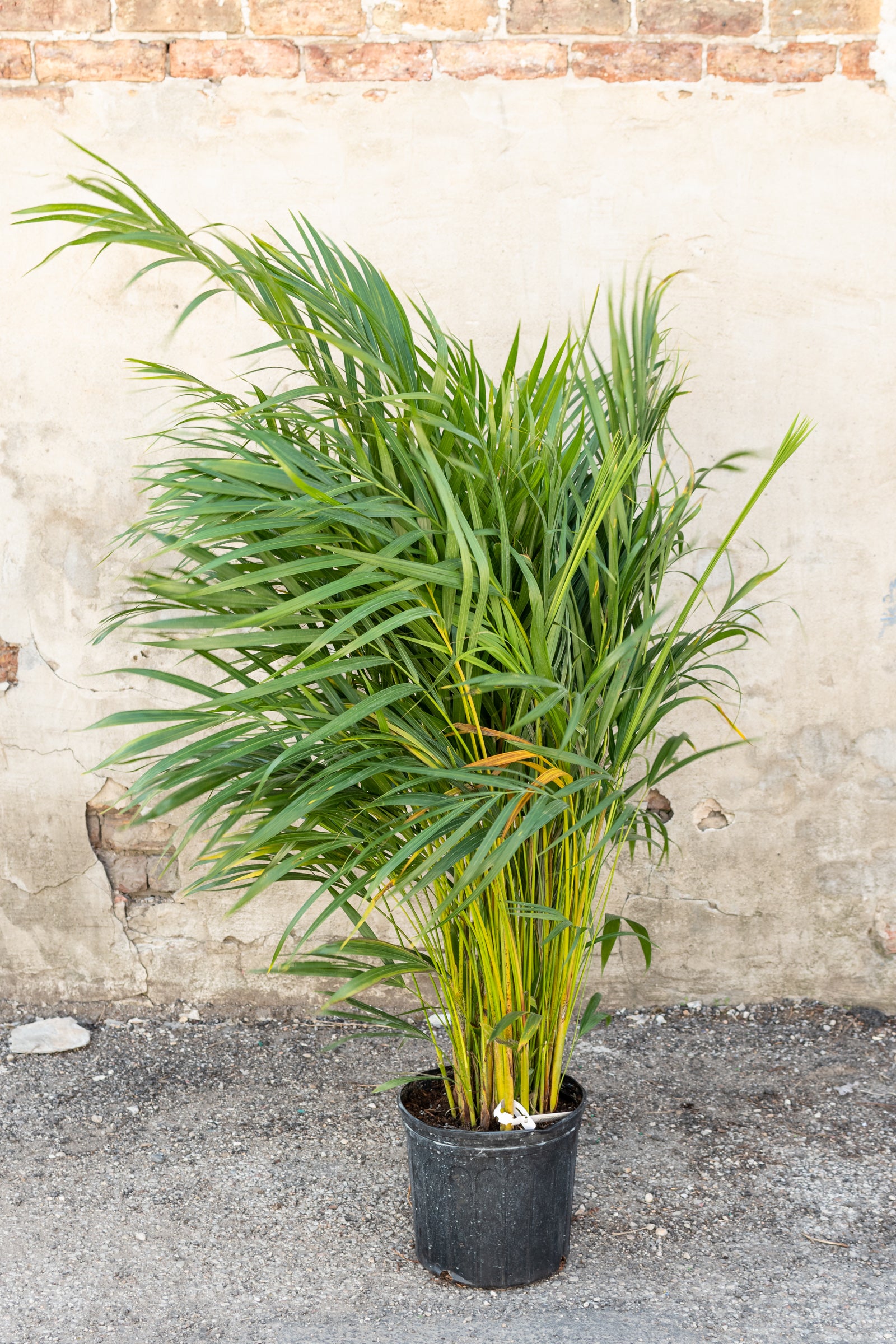 Areca Palm (Chrysalidocarpus Lutescens) - 10