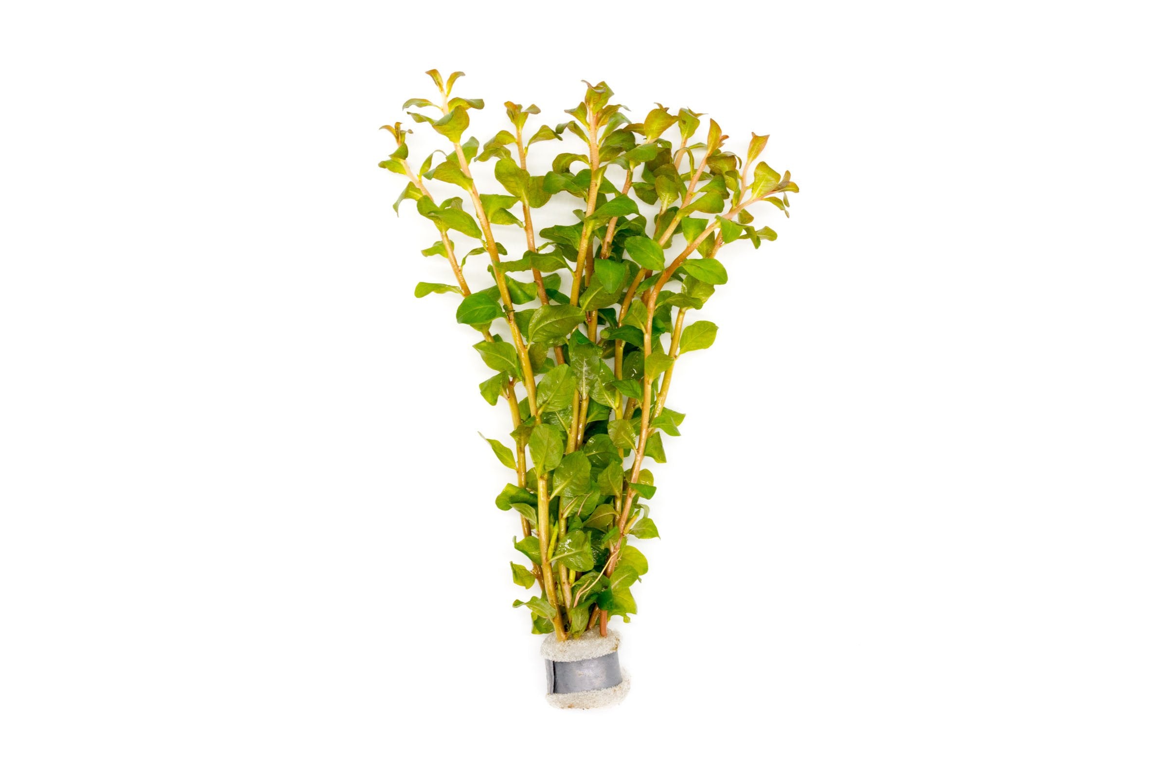 Buy Ludwigia Senegalensis (Guinea) Aquatic Plant in Pot - Perfect for Aquariums, Fish Tanks & Water Gardens